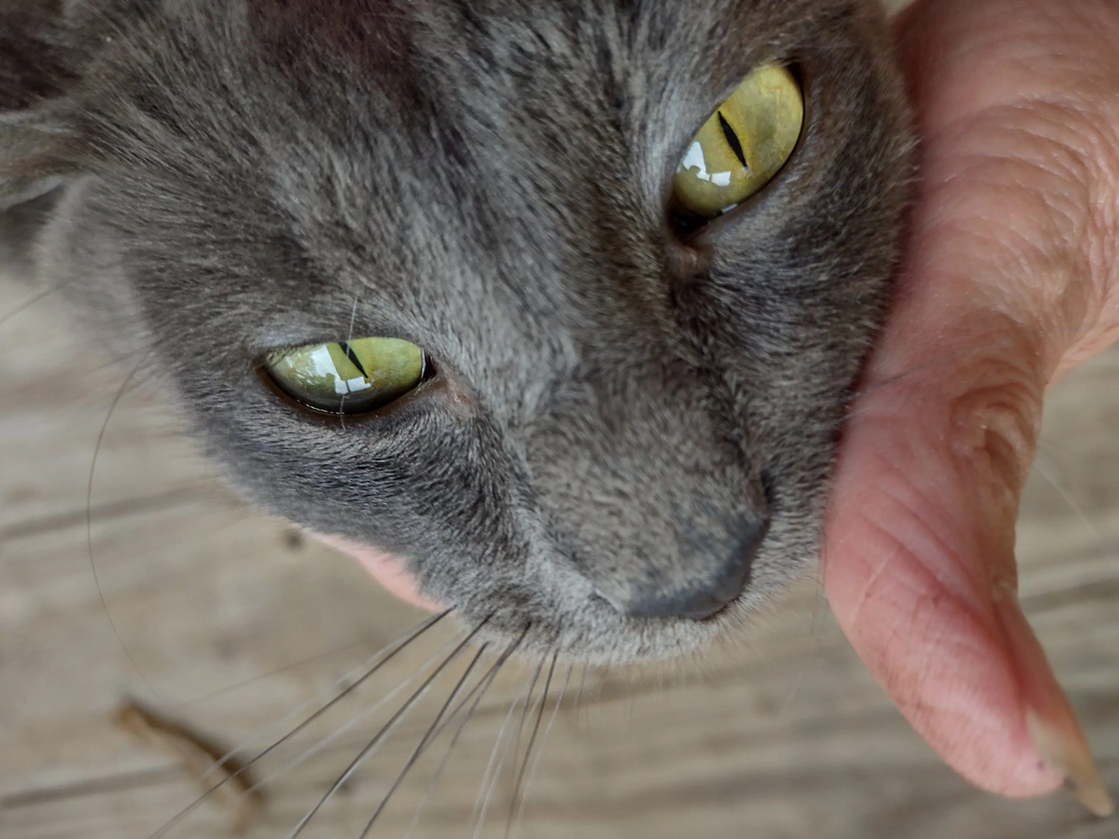 Lost pet