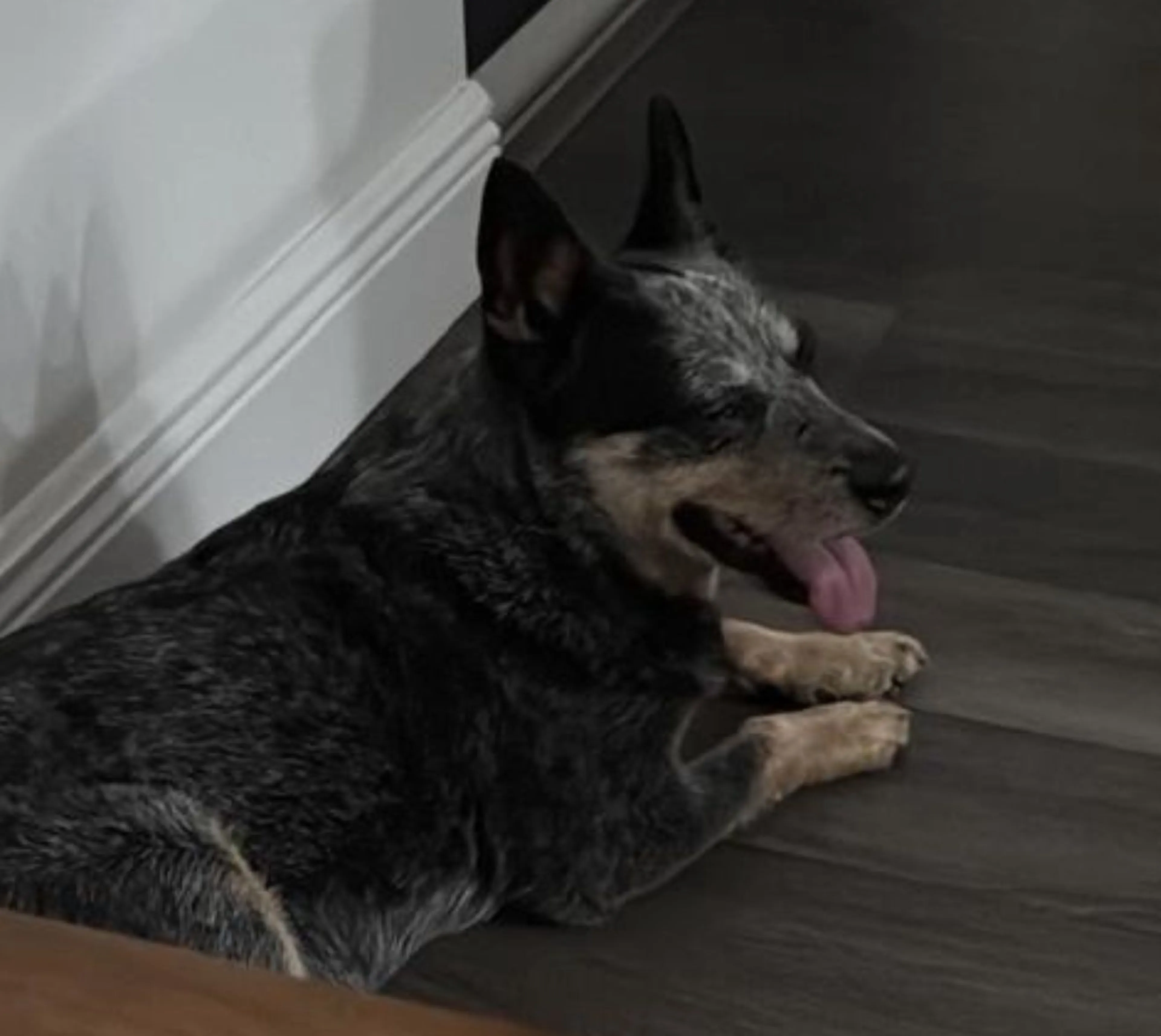 Lost pet-0
