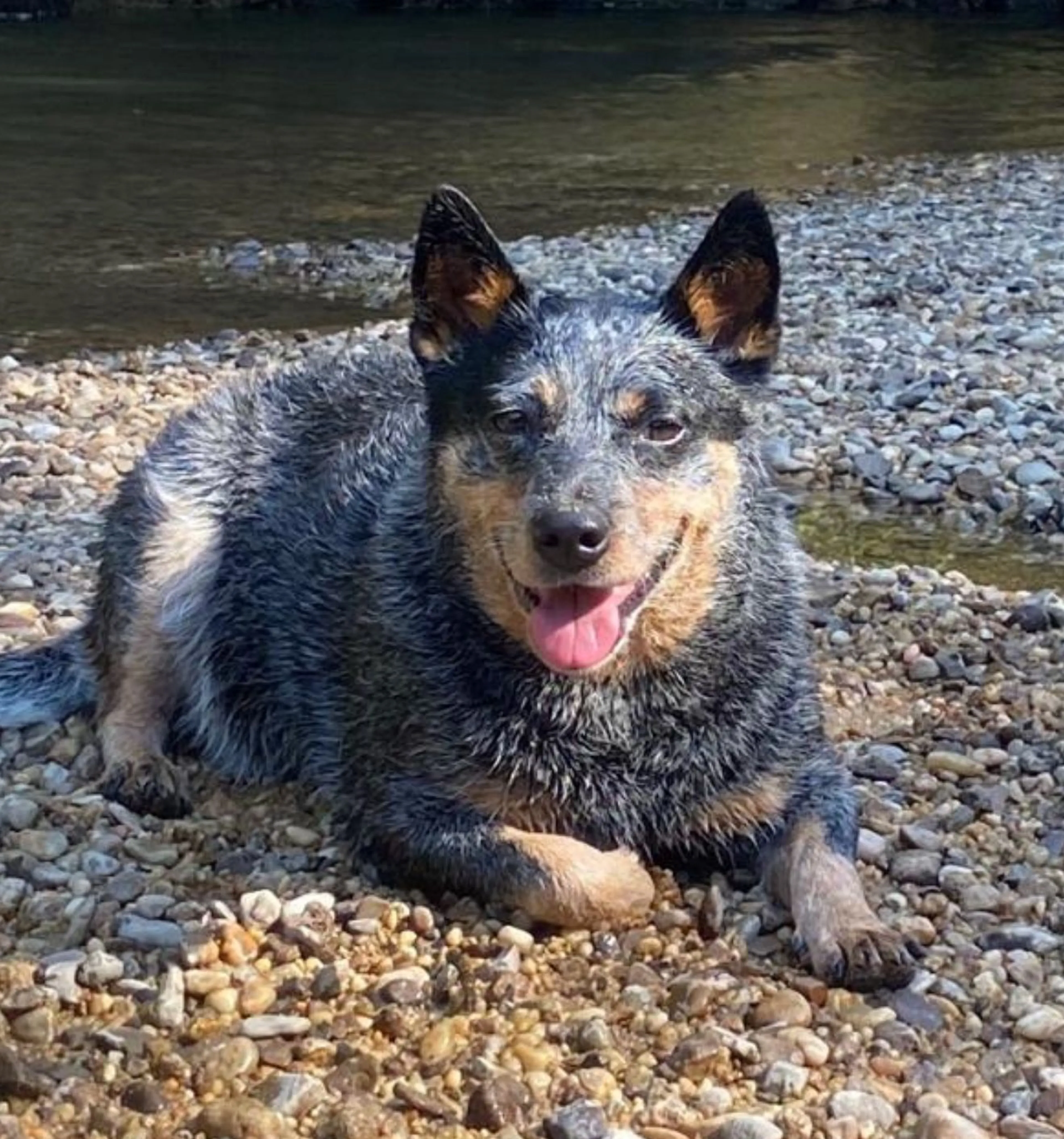 Lost pet-2