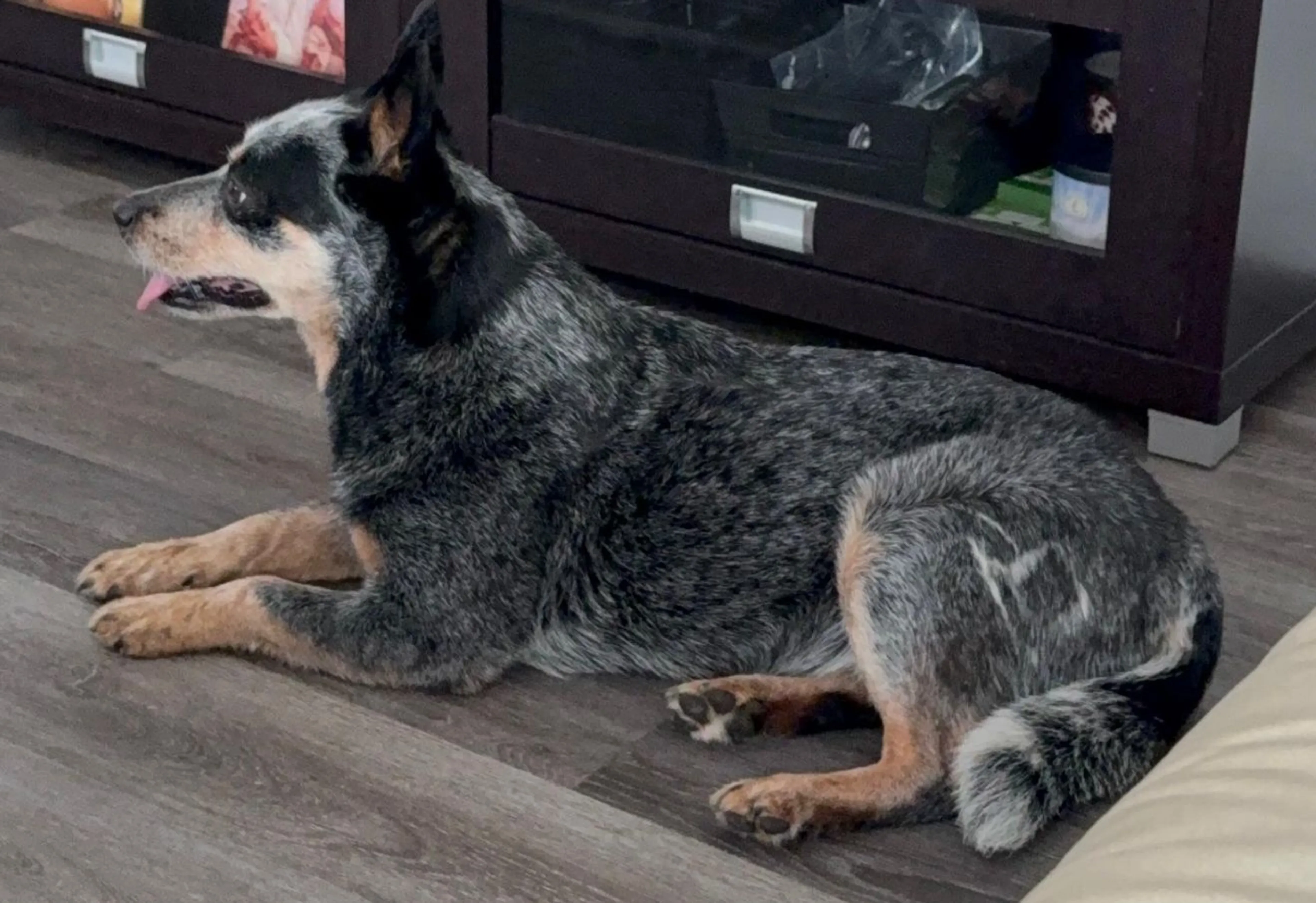 Lost pet-1