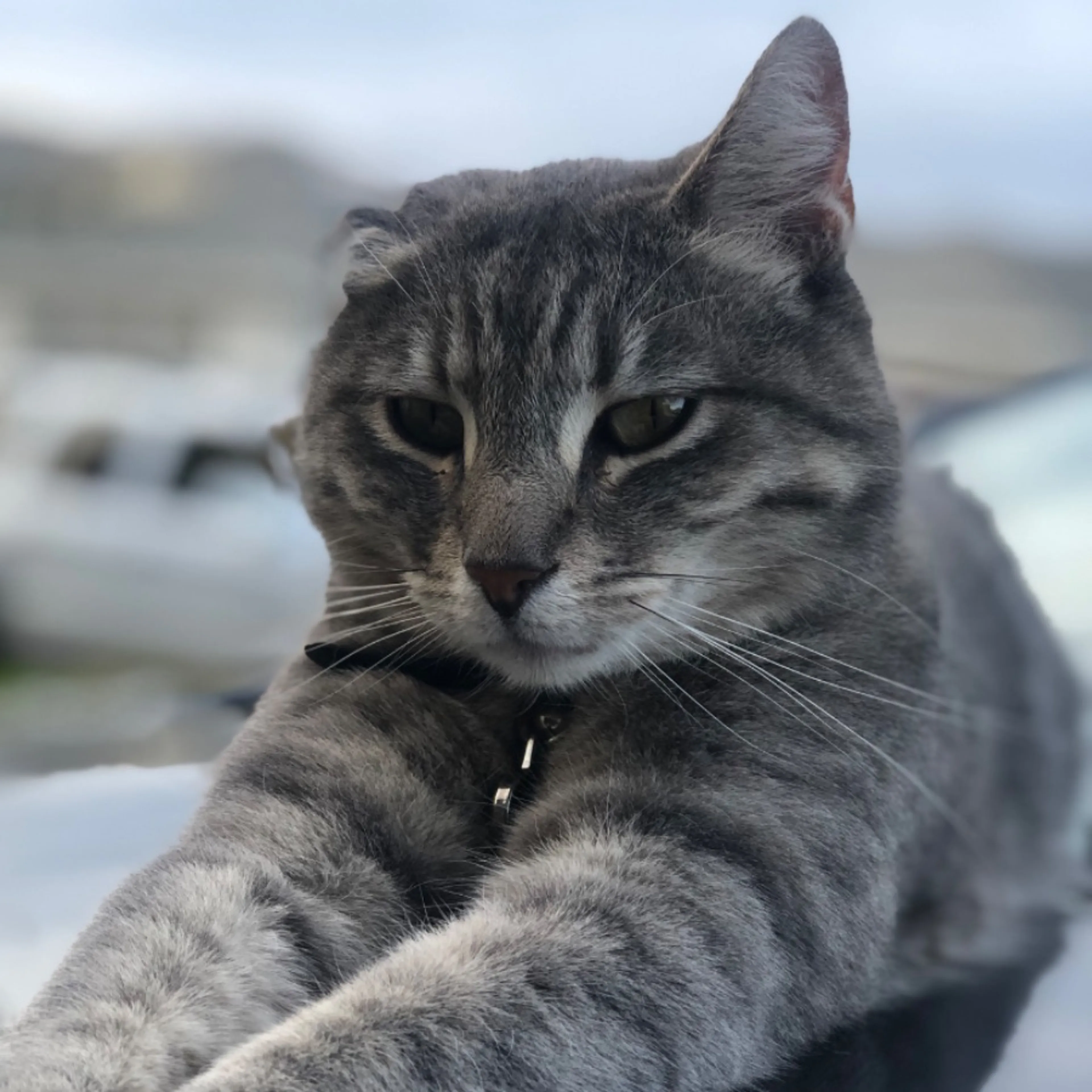 Lost pet