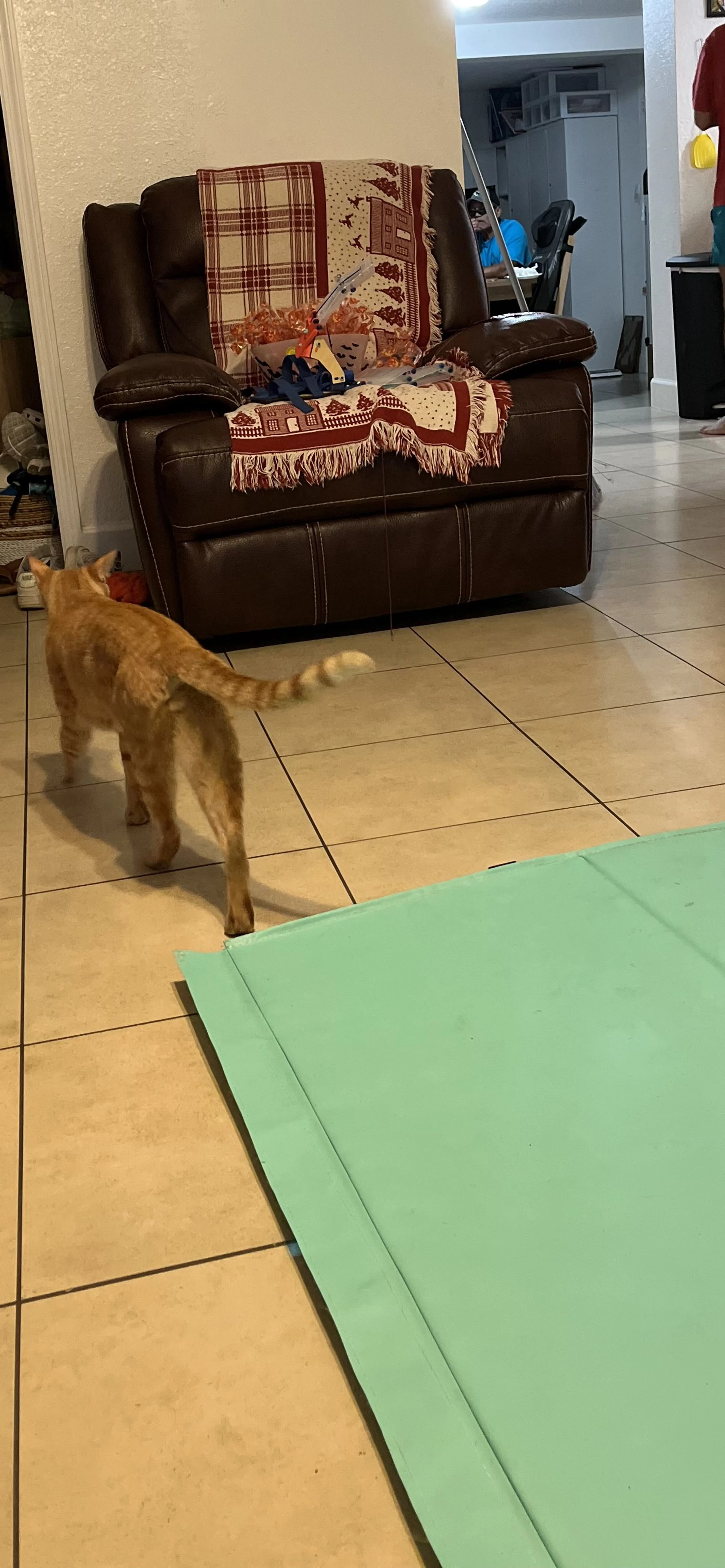 Lost pet-3