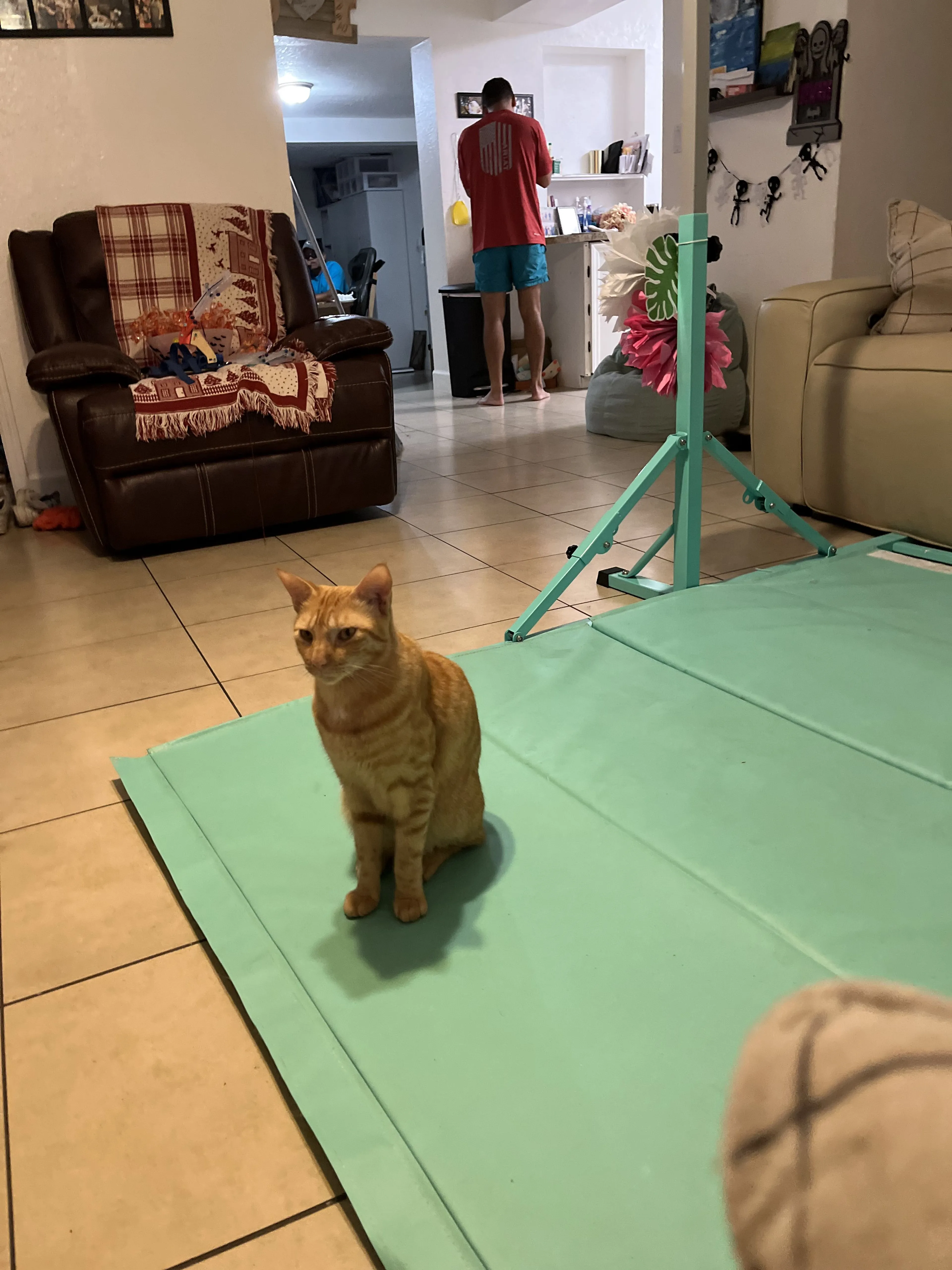 Lost pet-4