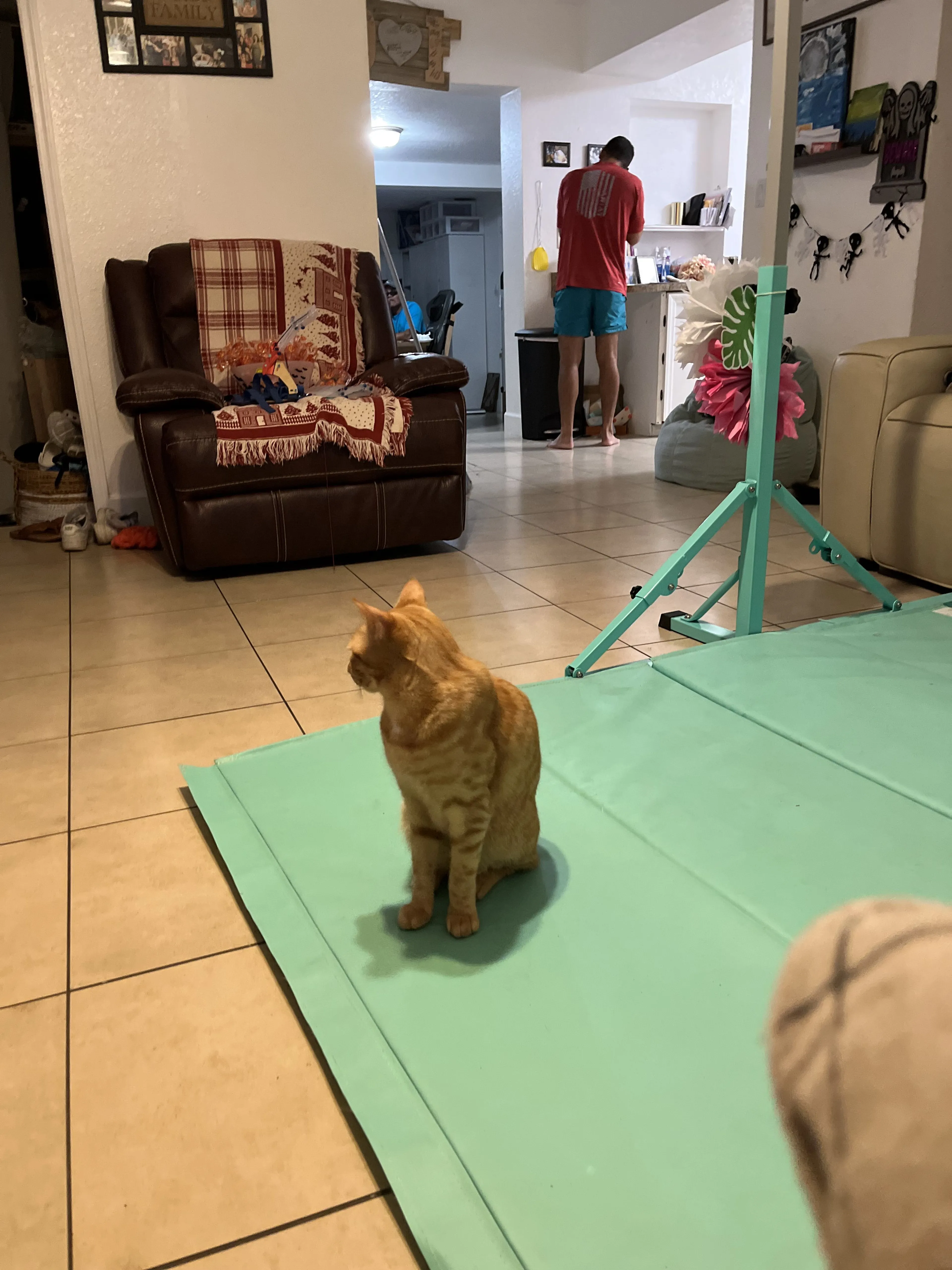 Lost pet-2