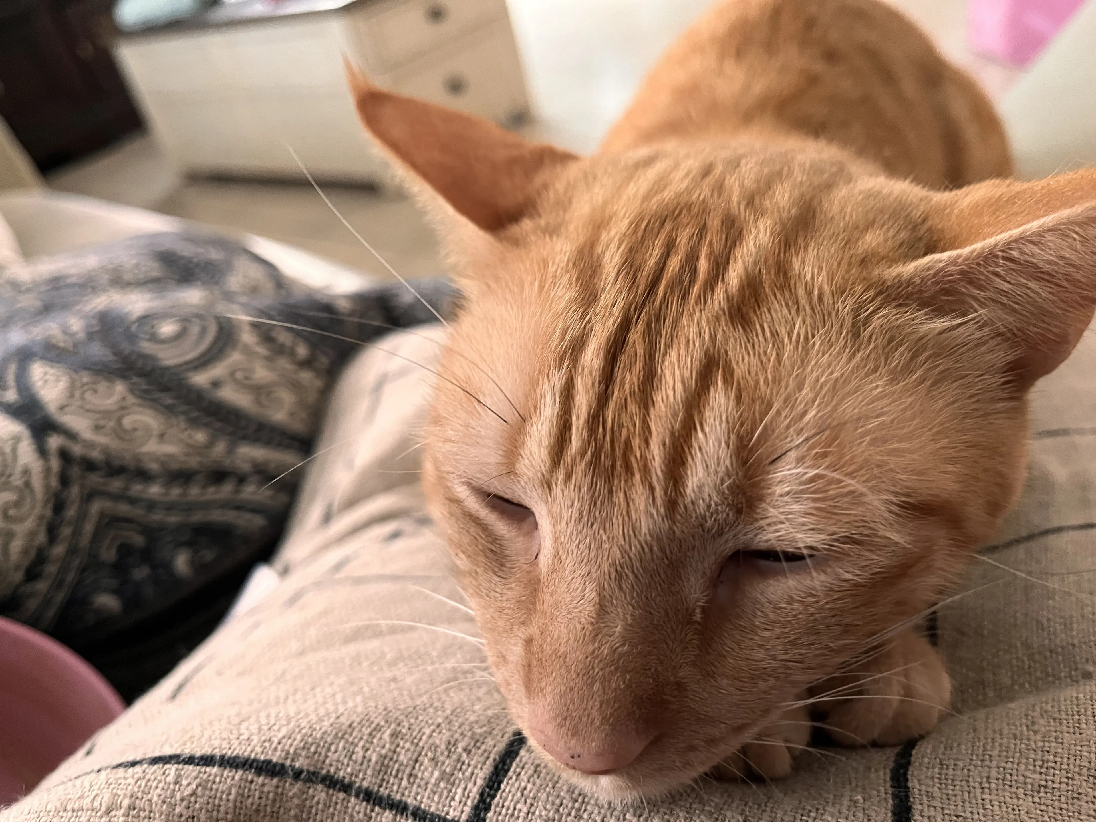 Lost pet-1
