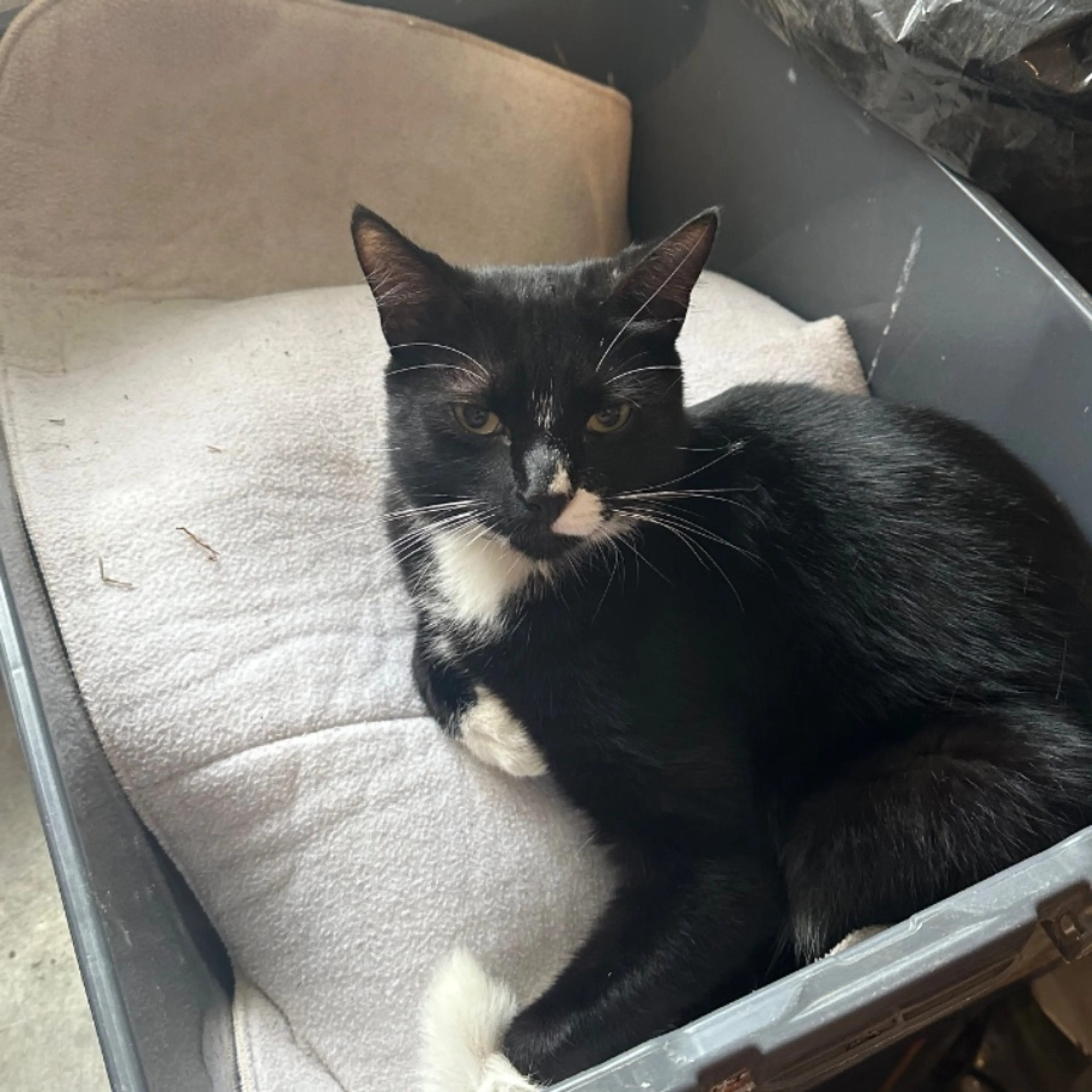 Lost pet