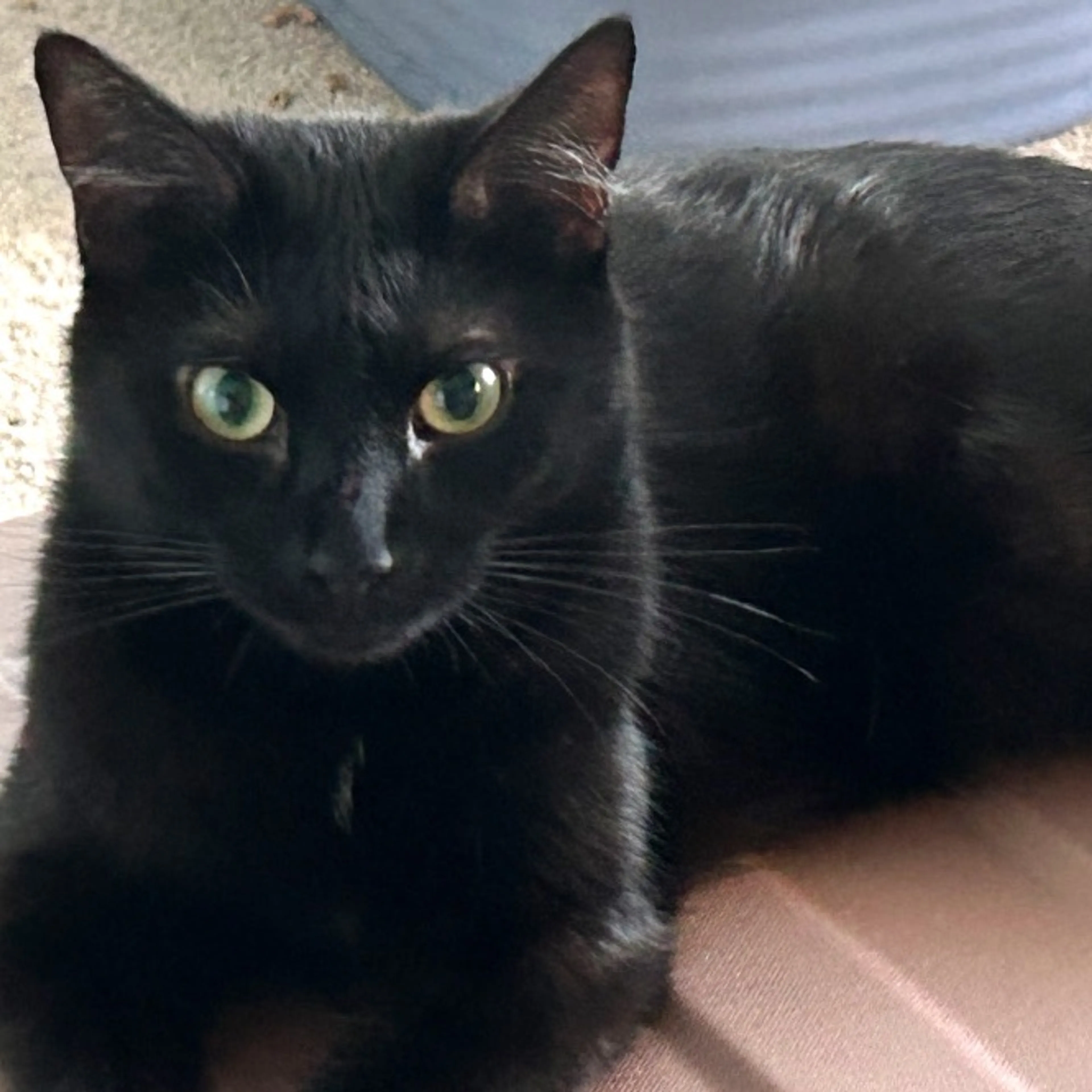 Lost pet