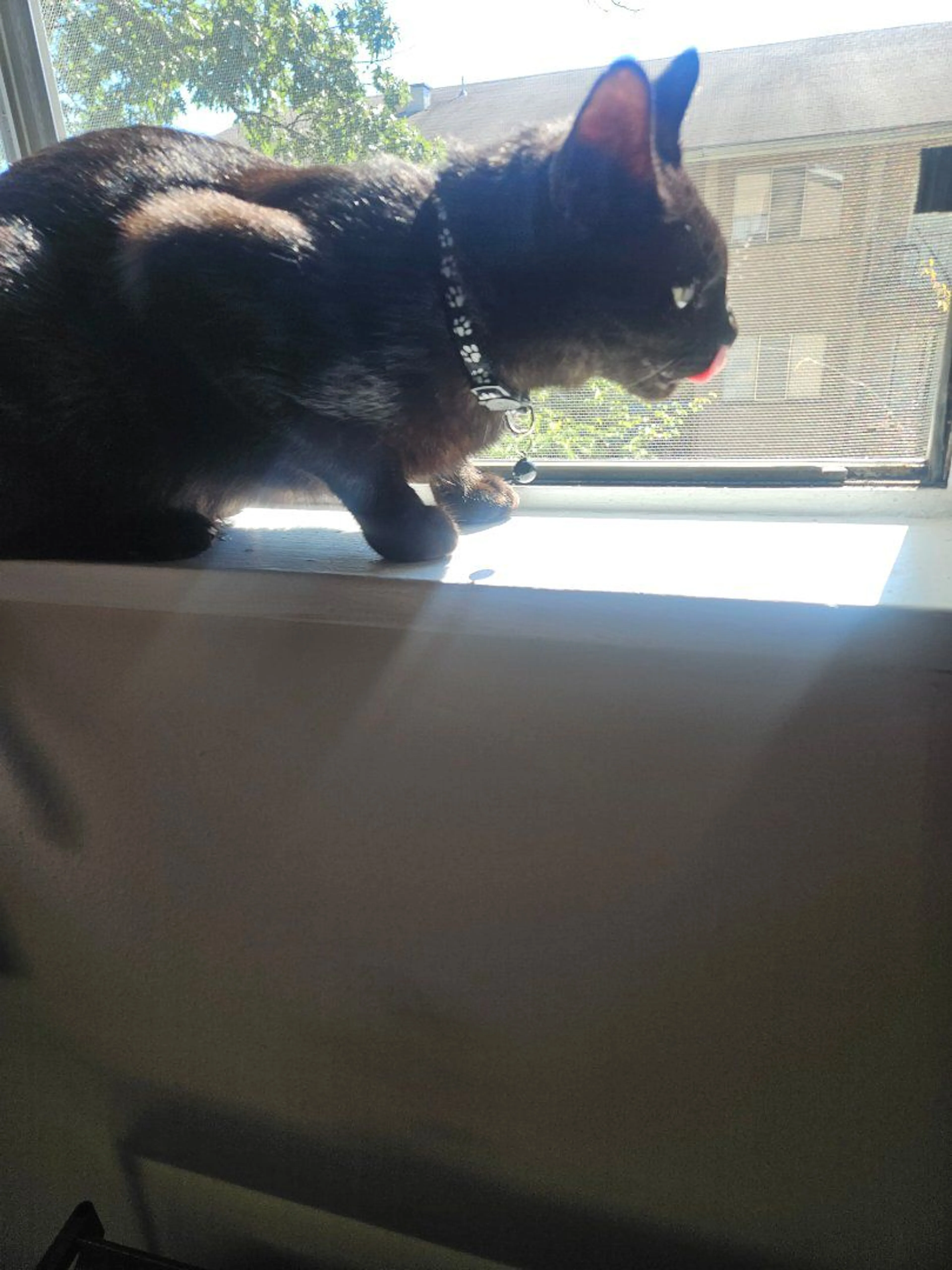 Lost pet-0