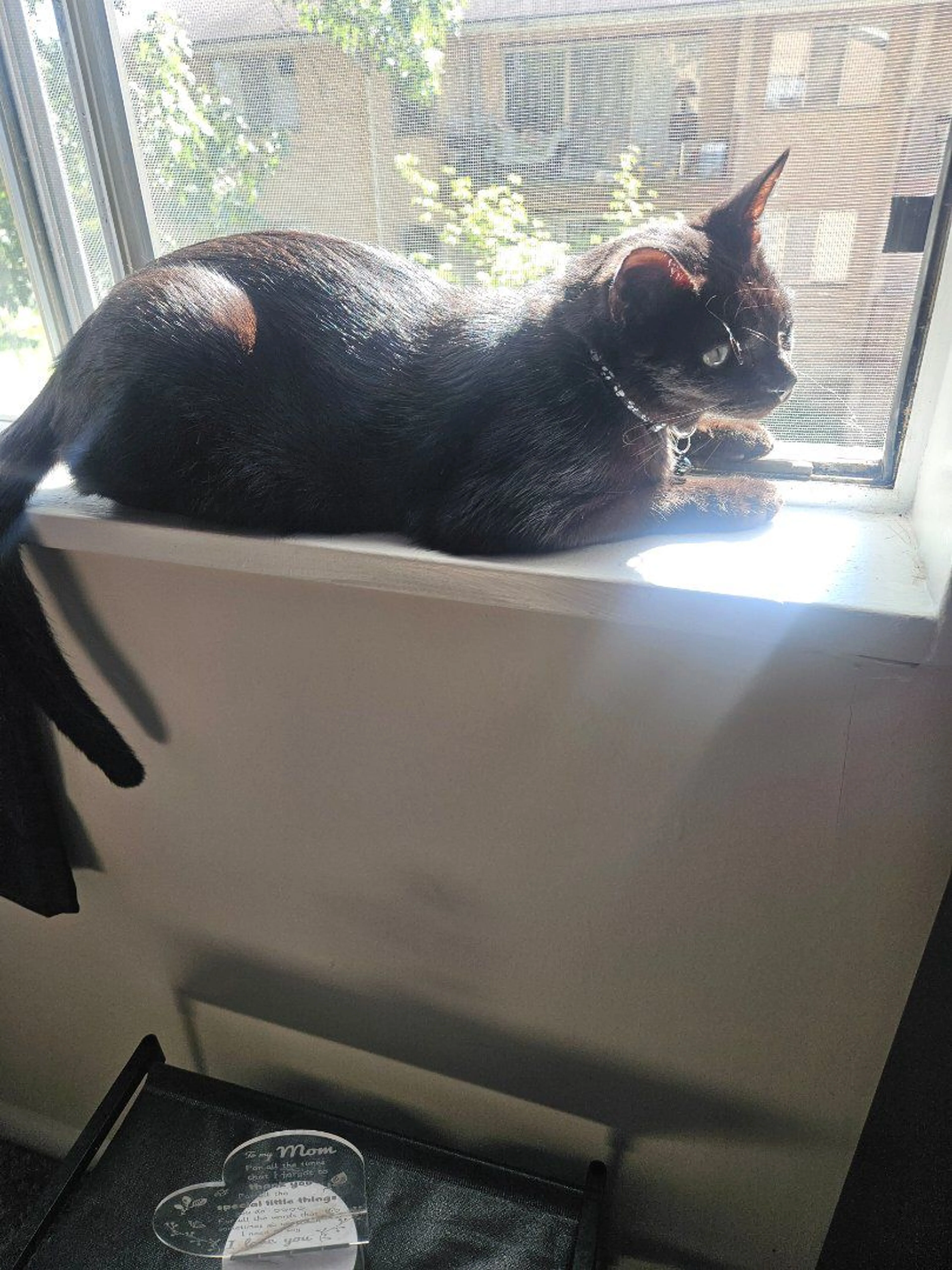 Lost pet-1