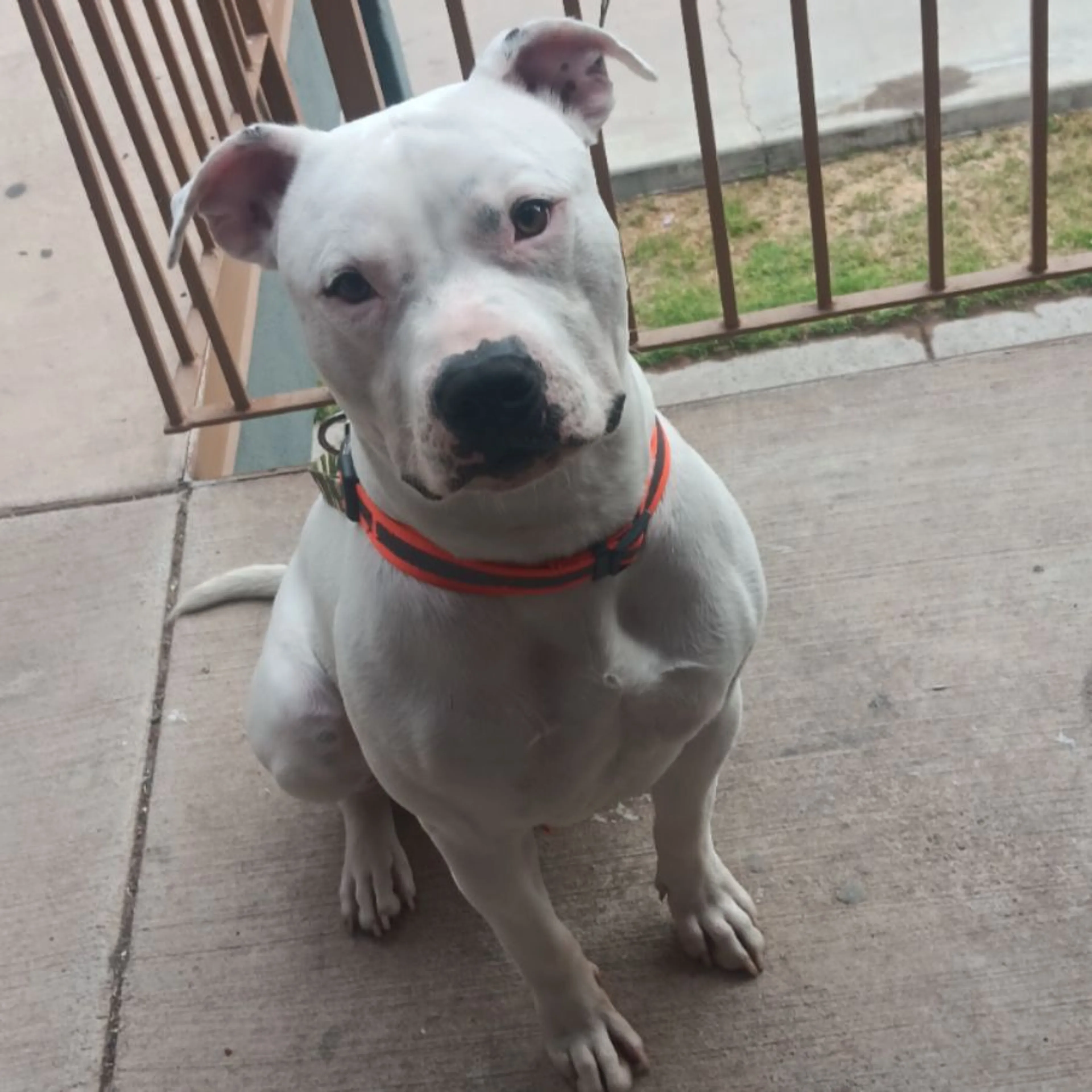 Found pet