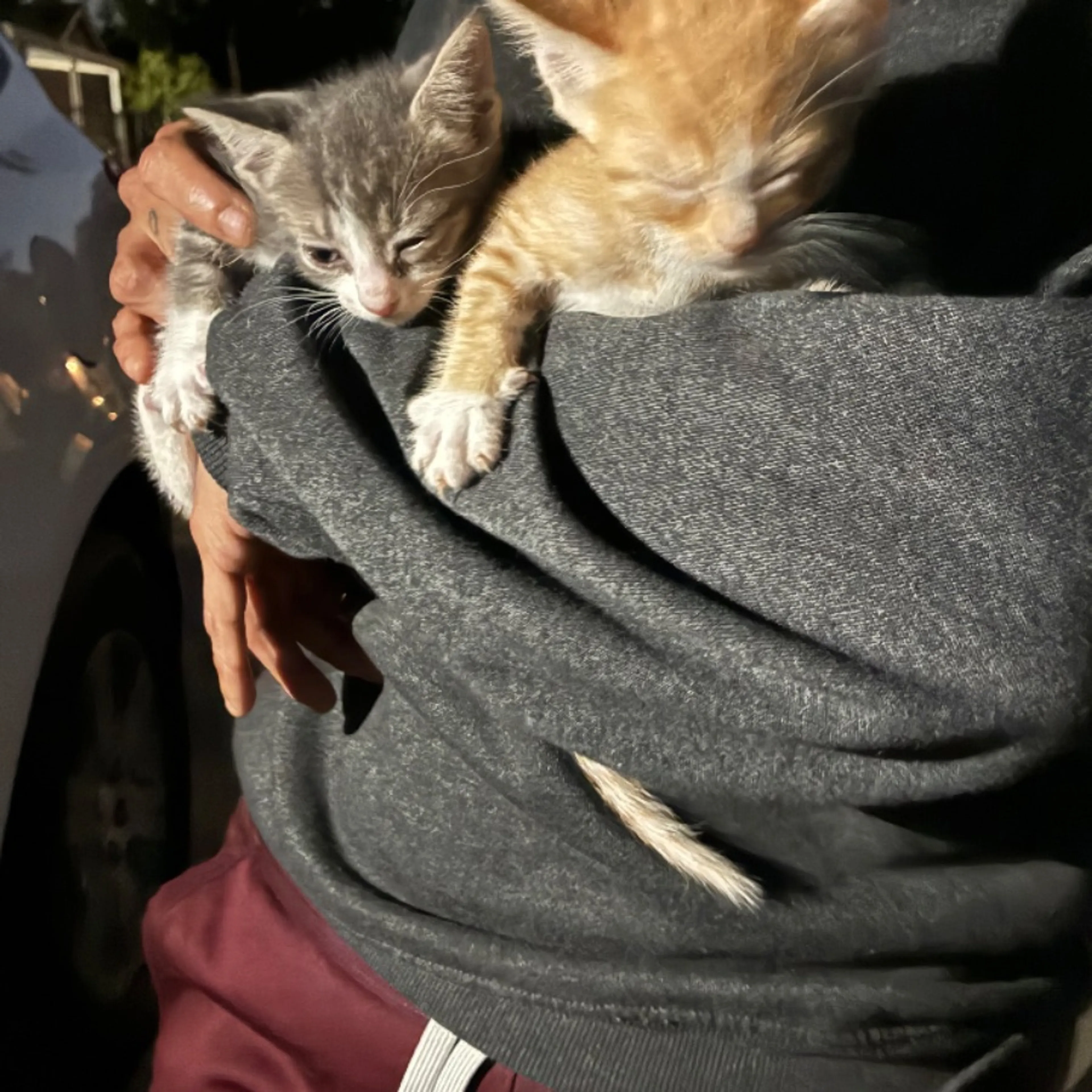 Lost pet