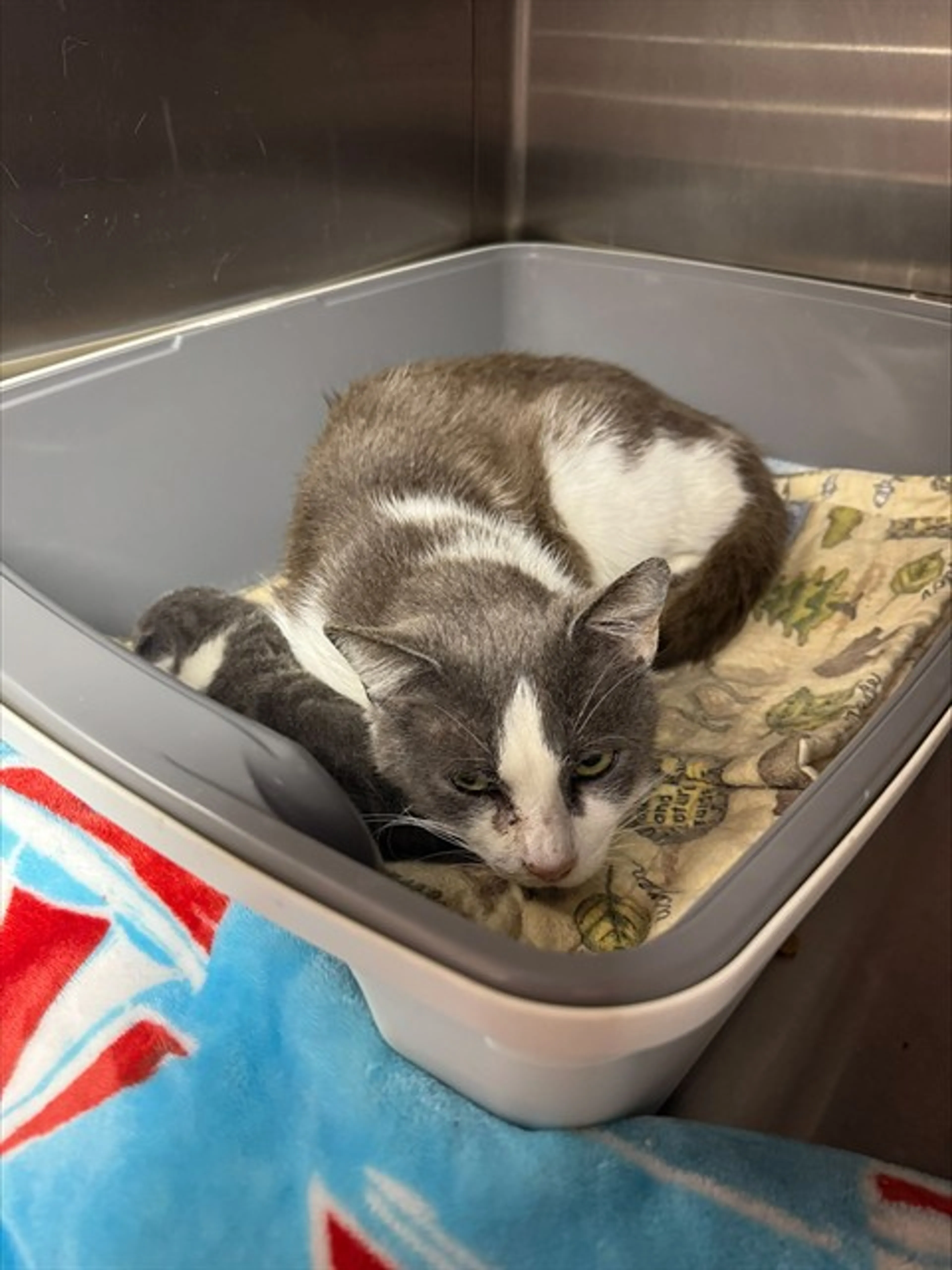 Found pet