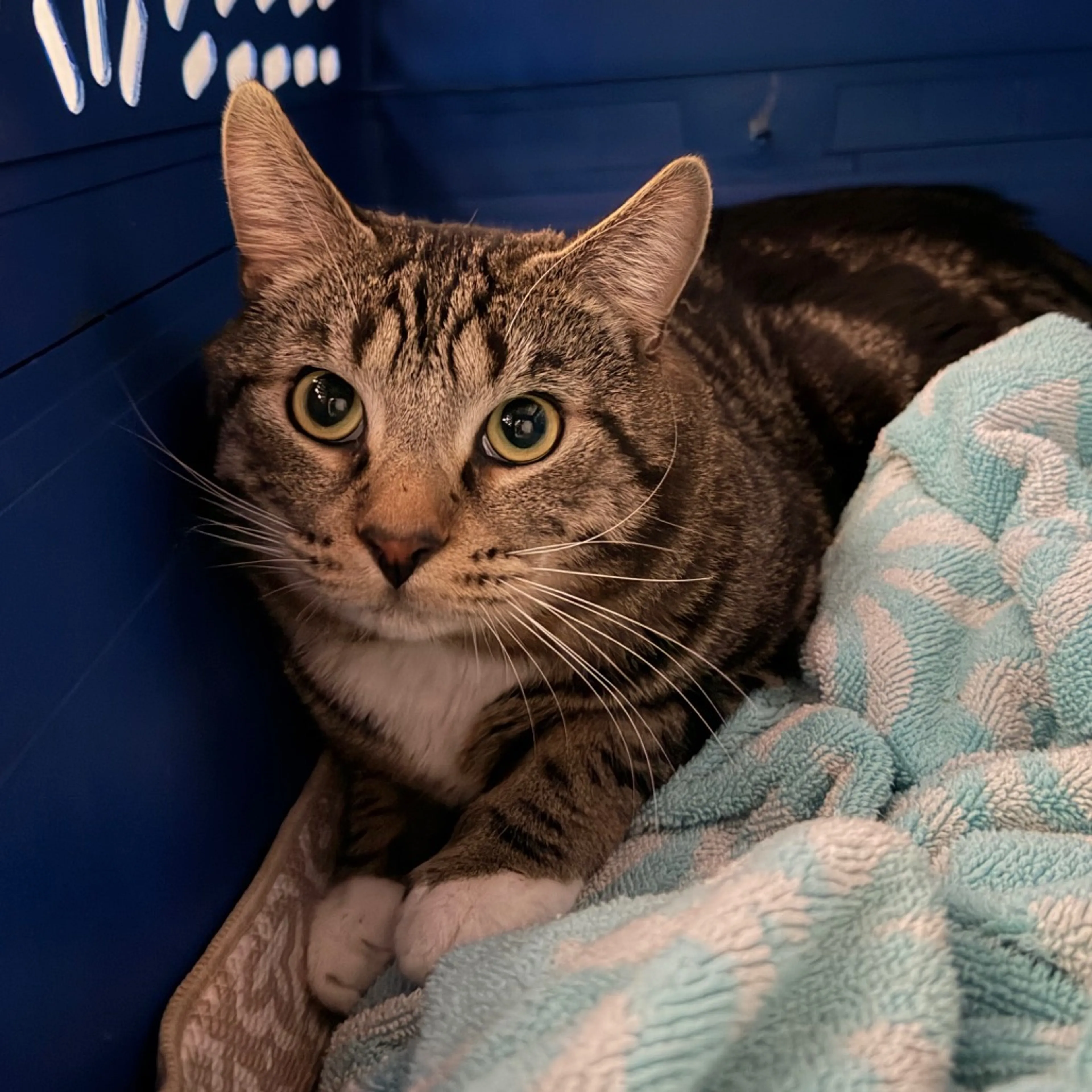 Found pet