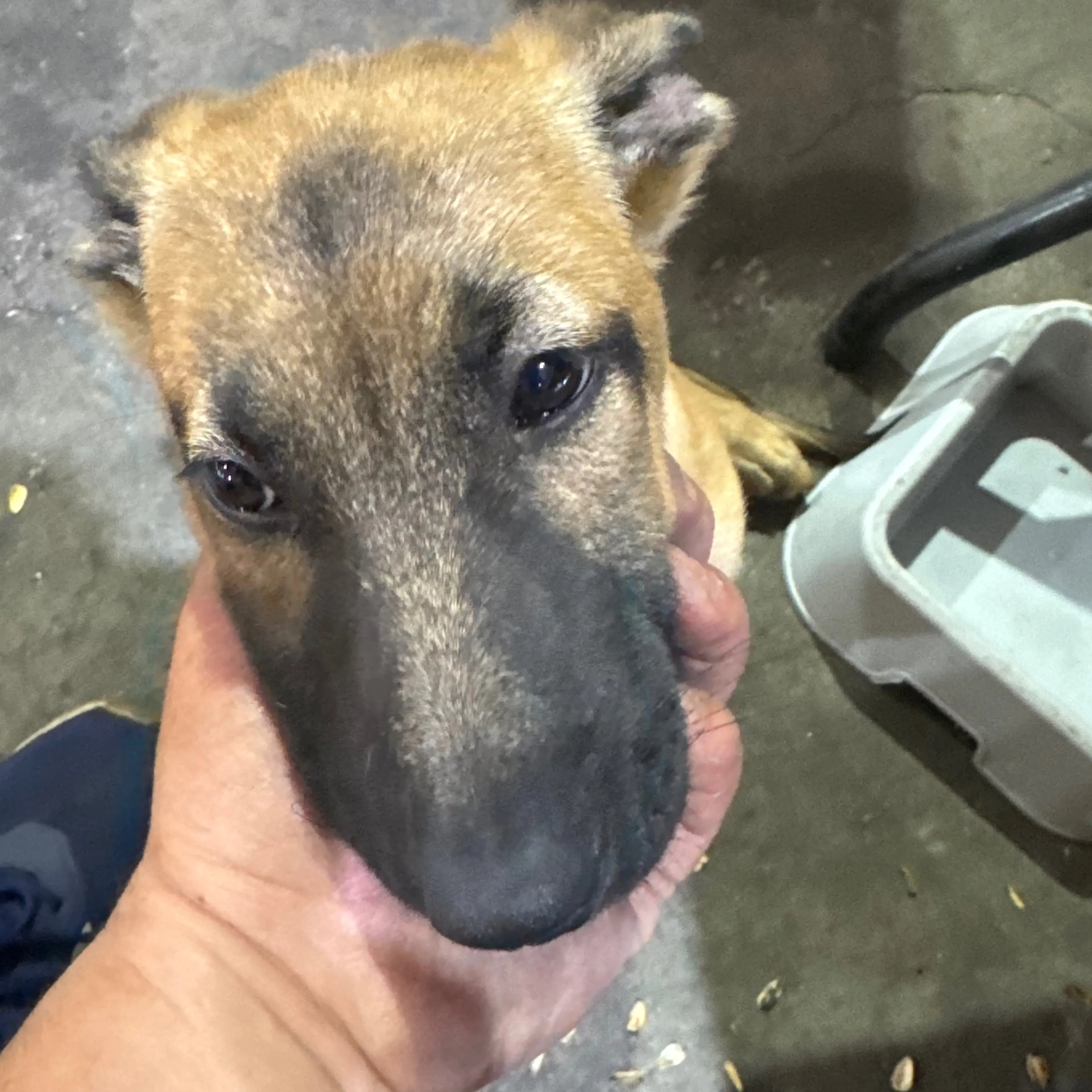 Lost pet-1