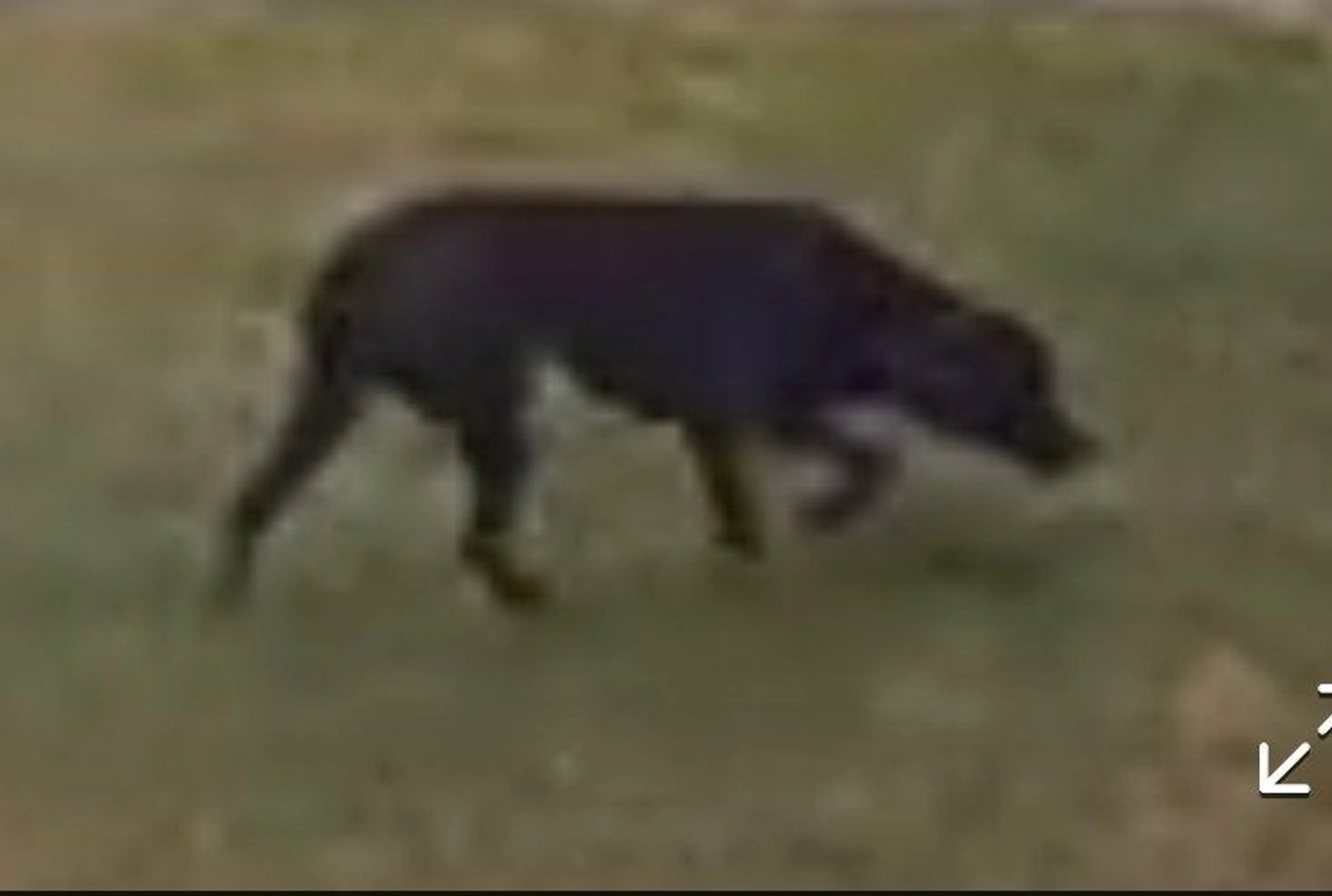 Lost pet