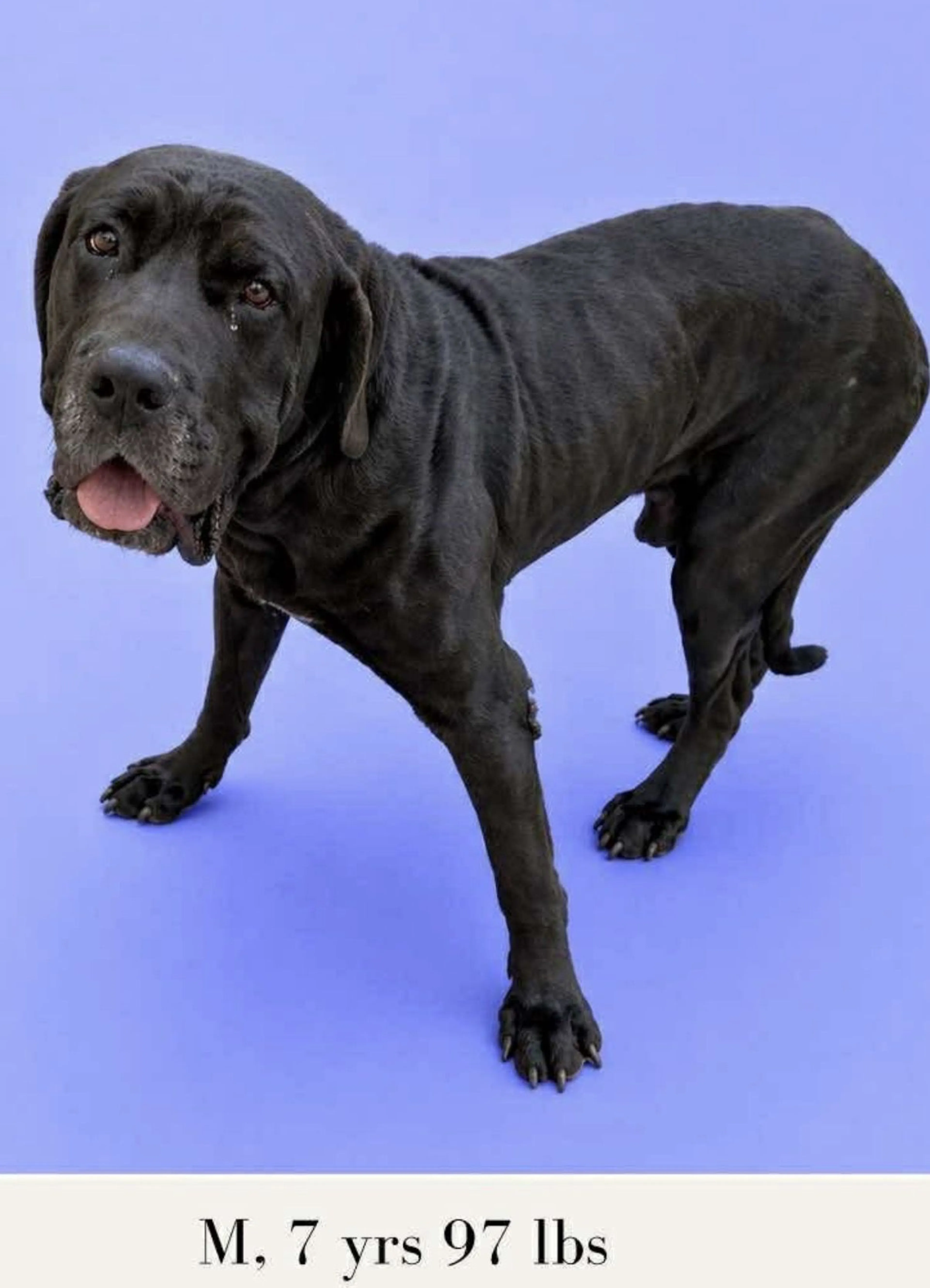 Lost pet