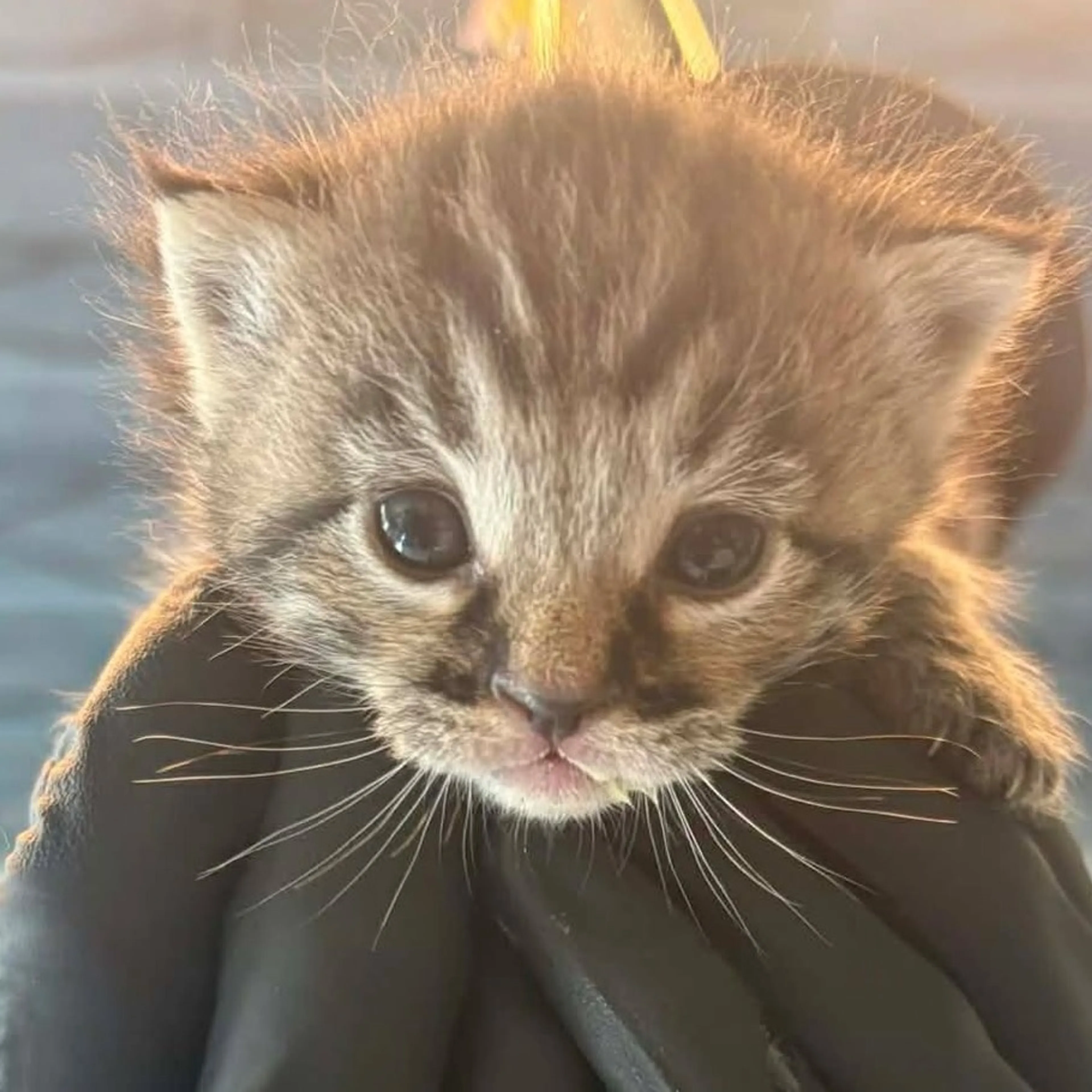 Found pet