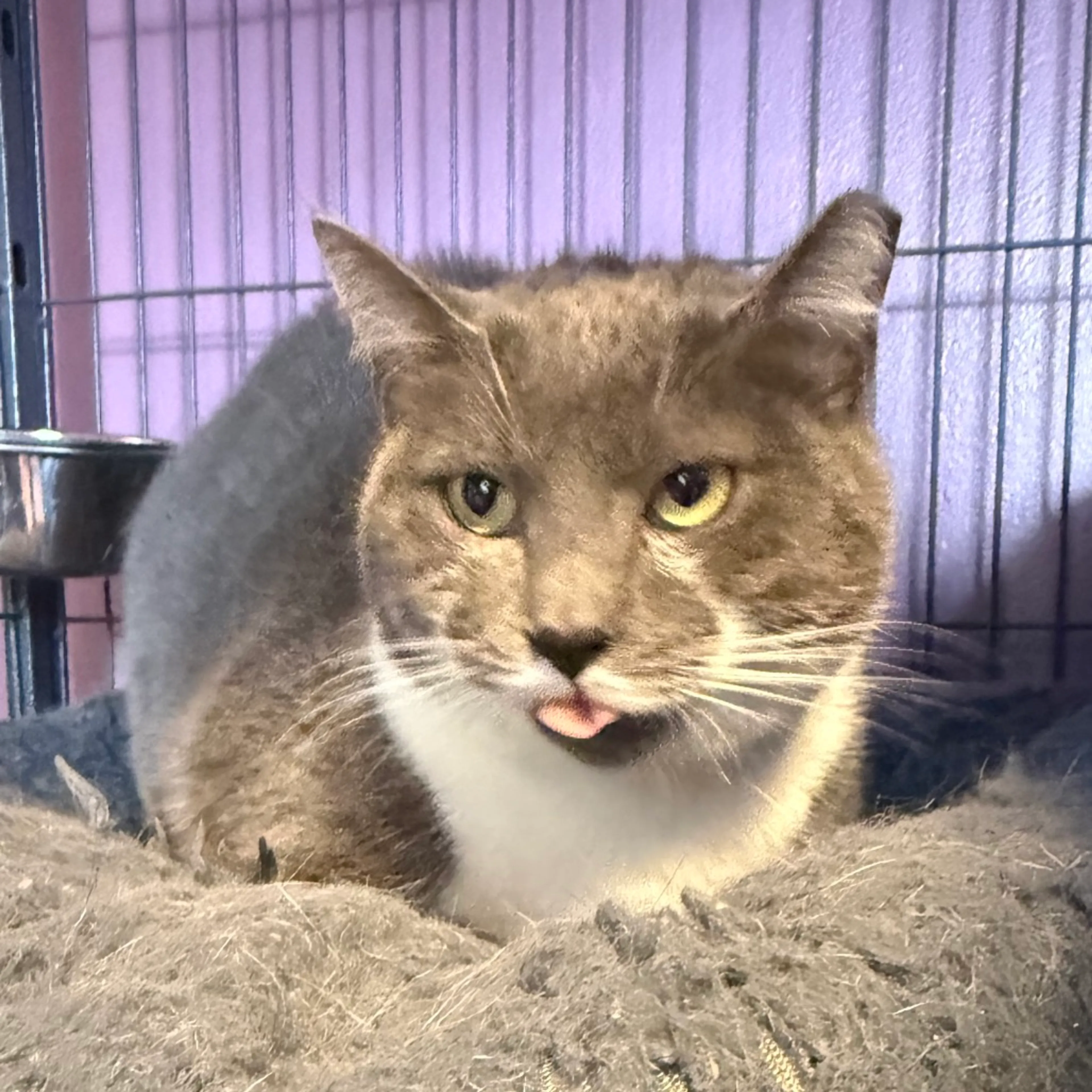 Found pet-1