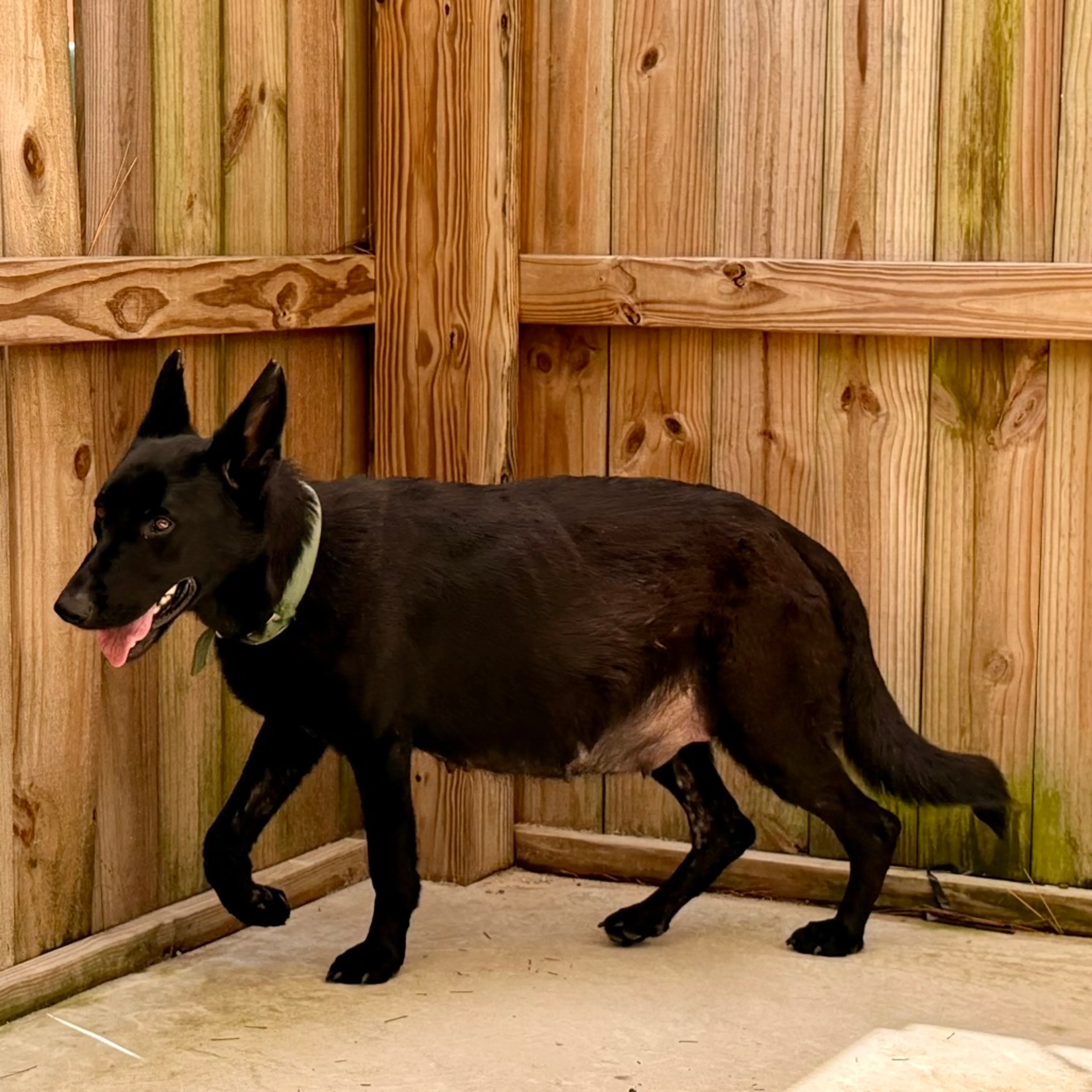 Found pet-1