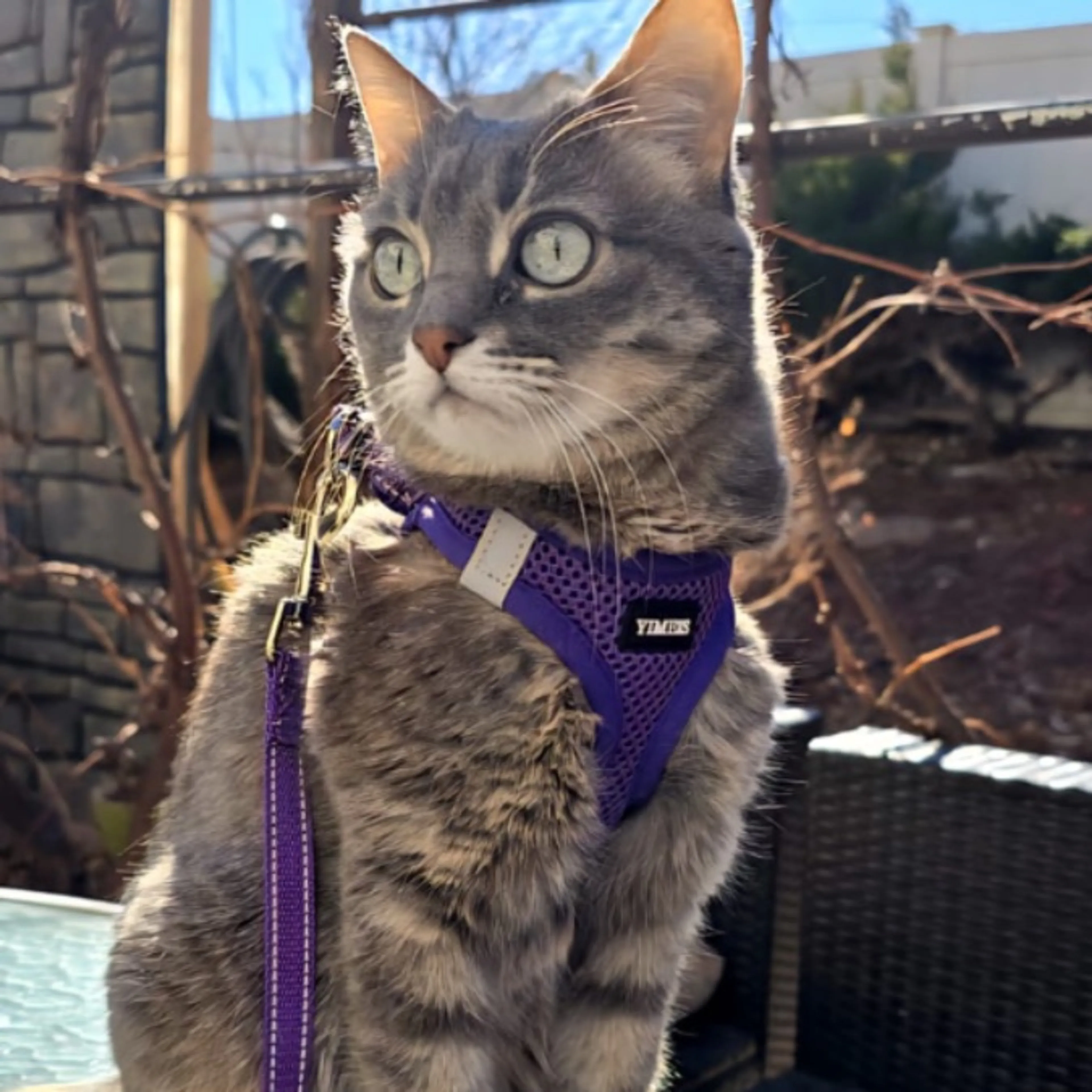 Lost pet