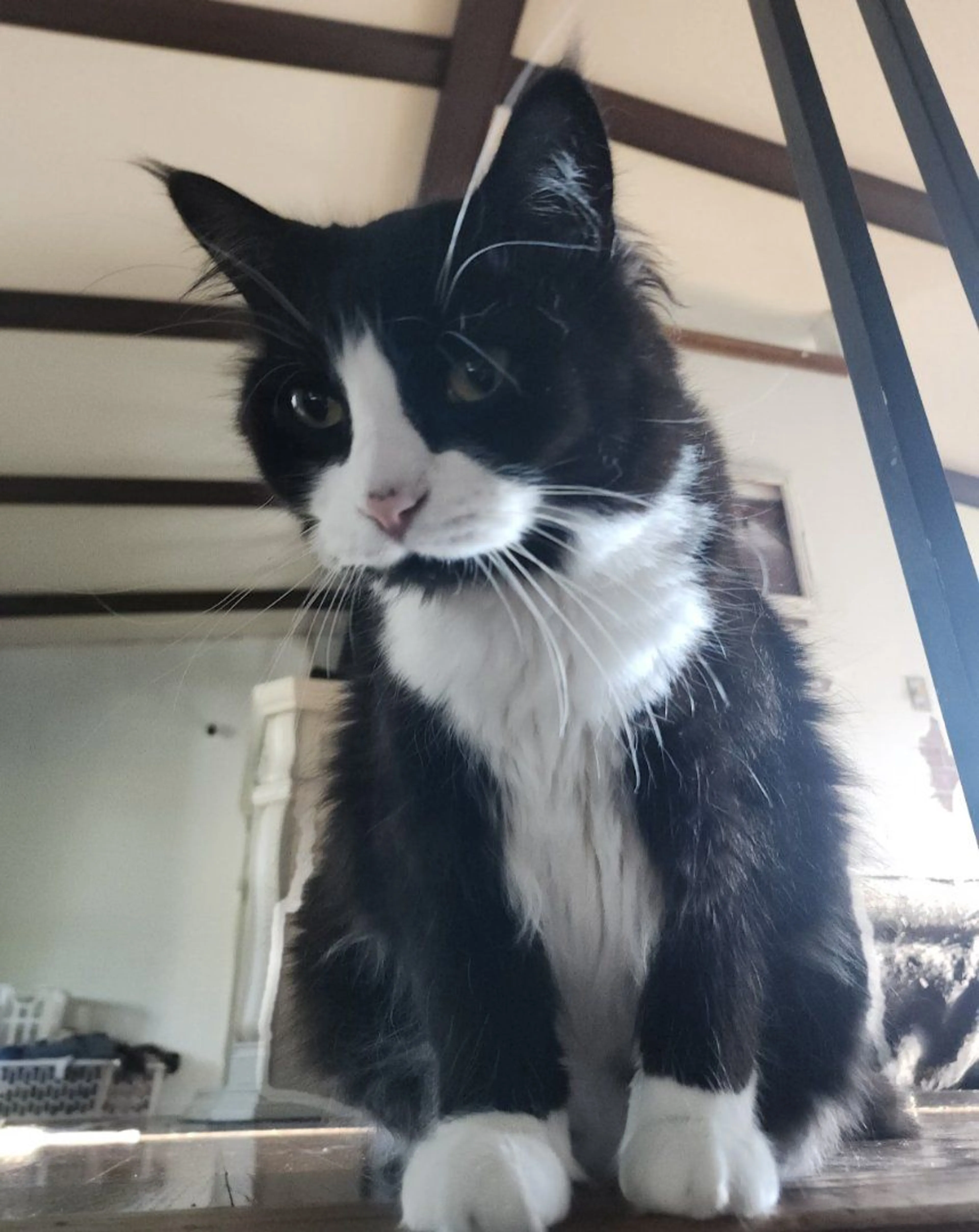 Lost pet-0