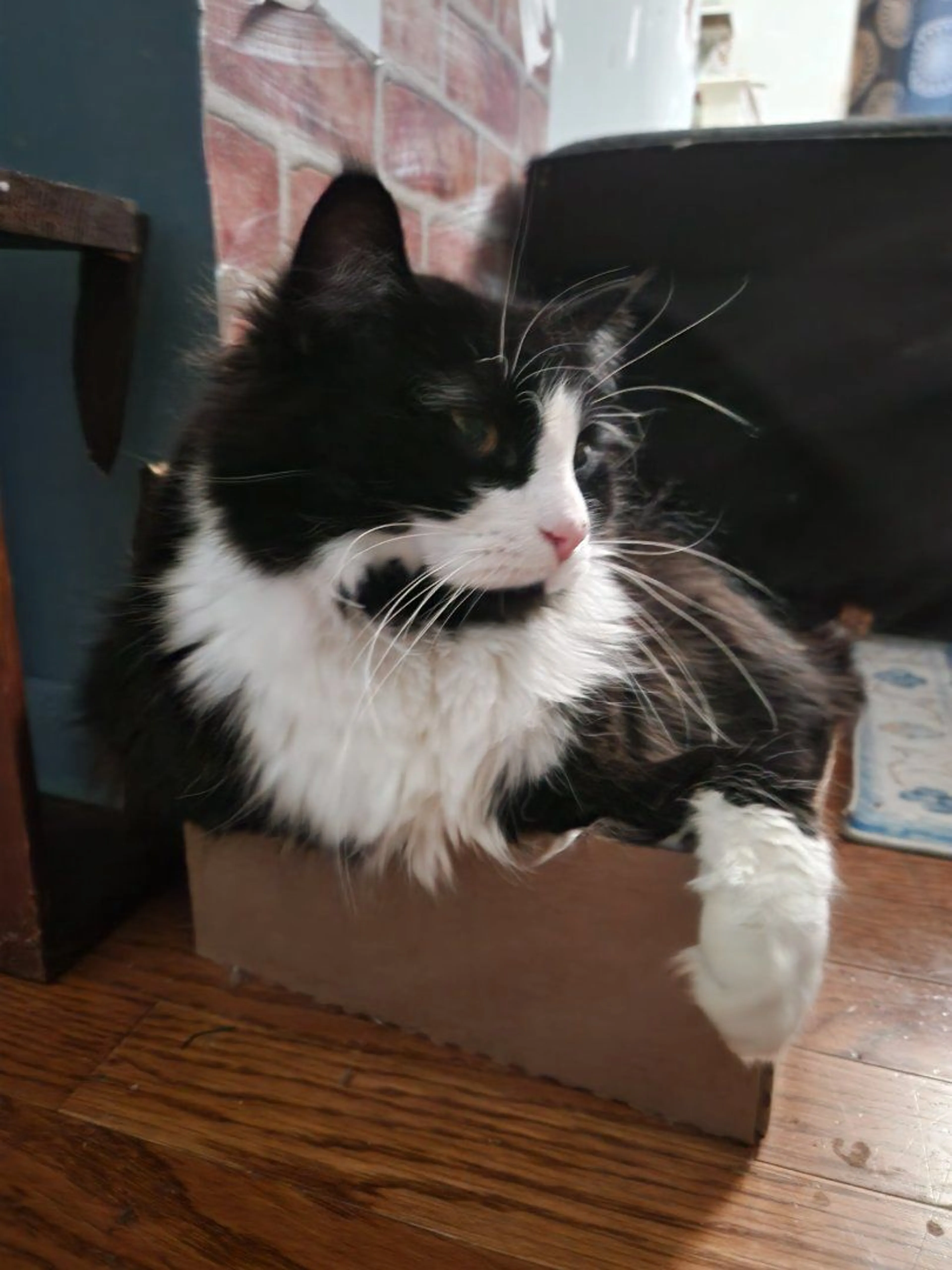 Lost pet-4