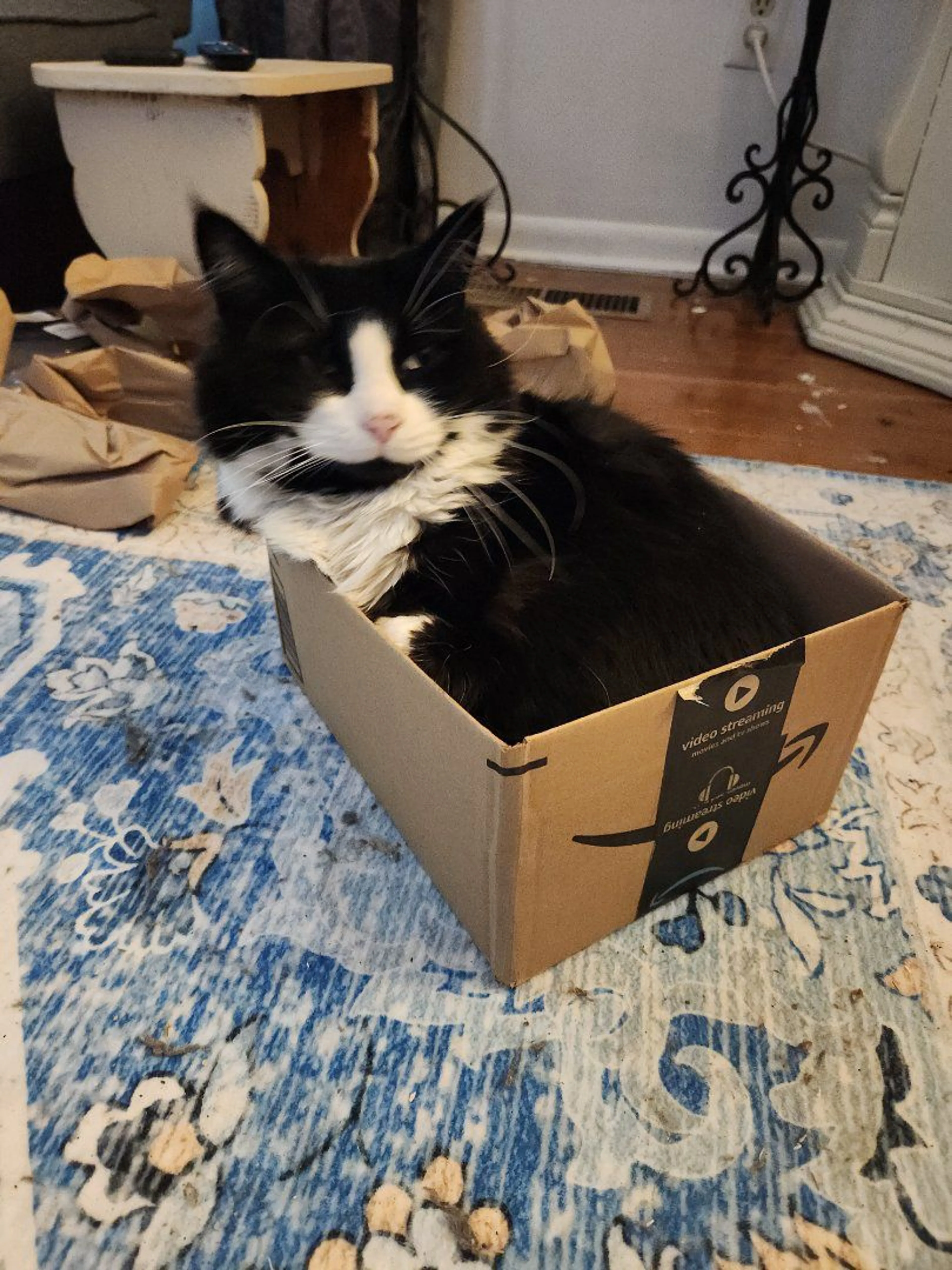 Lost pet-2