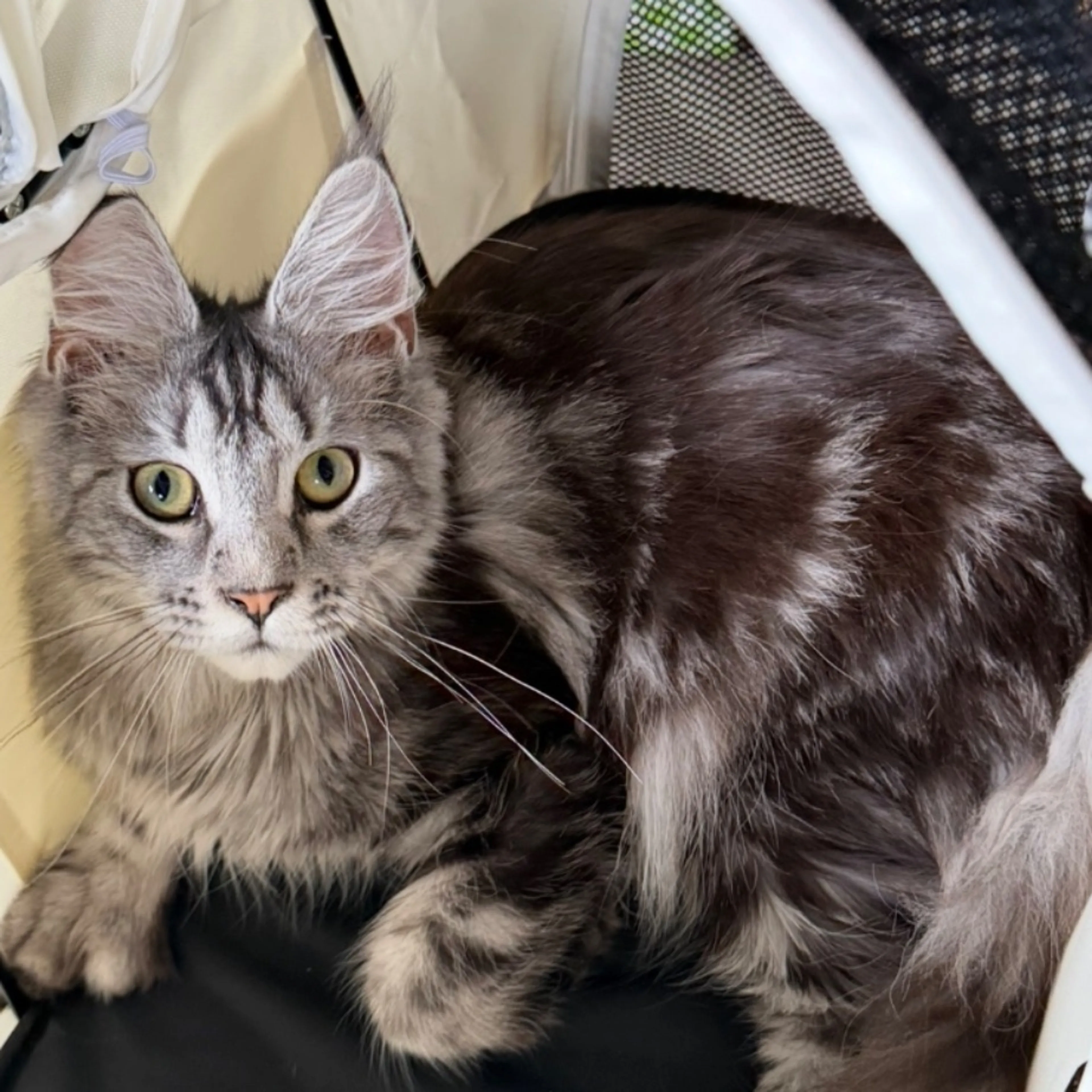 Lost pet