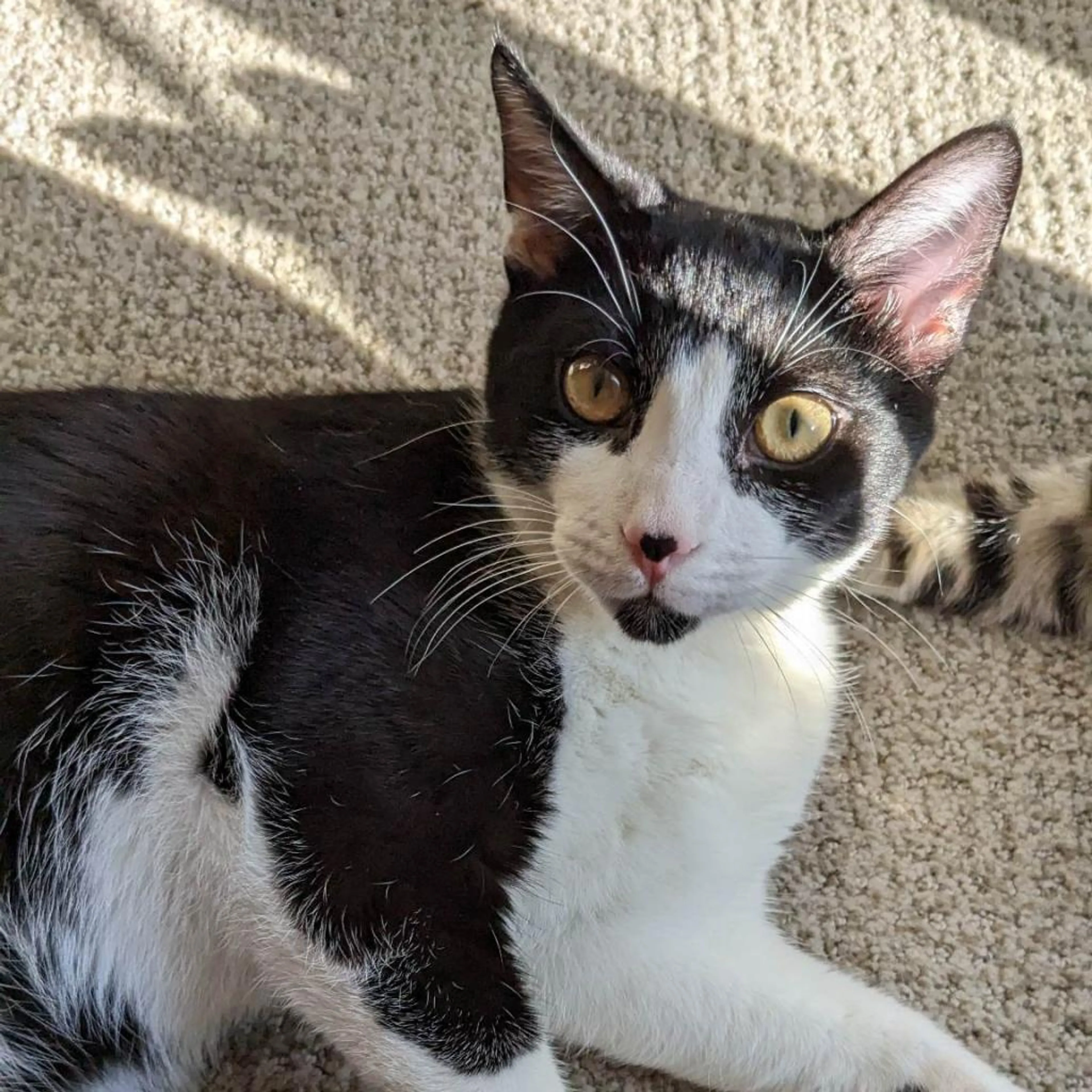Found pet-2
