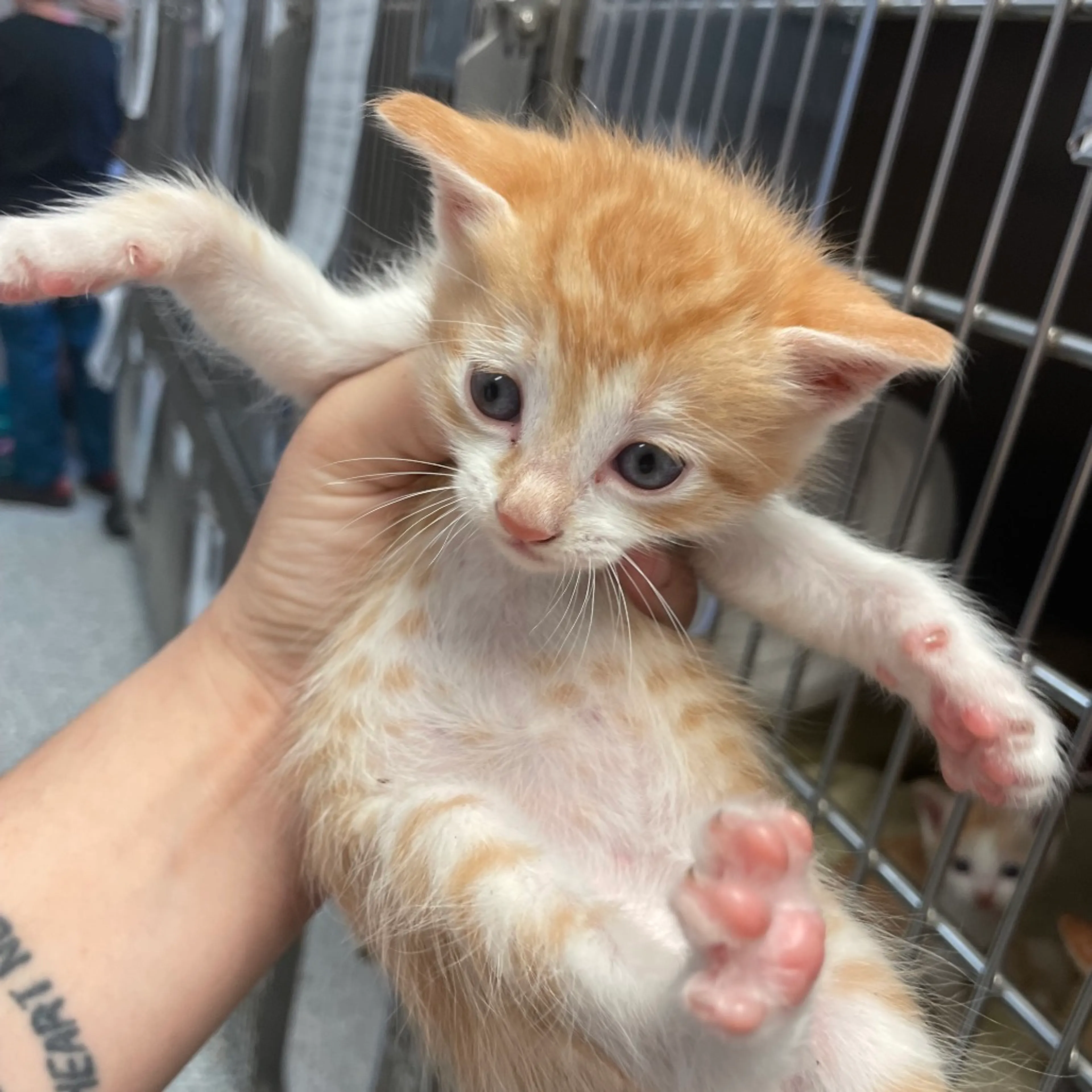 Found pet