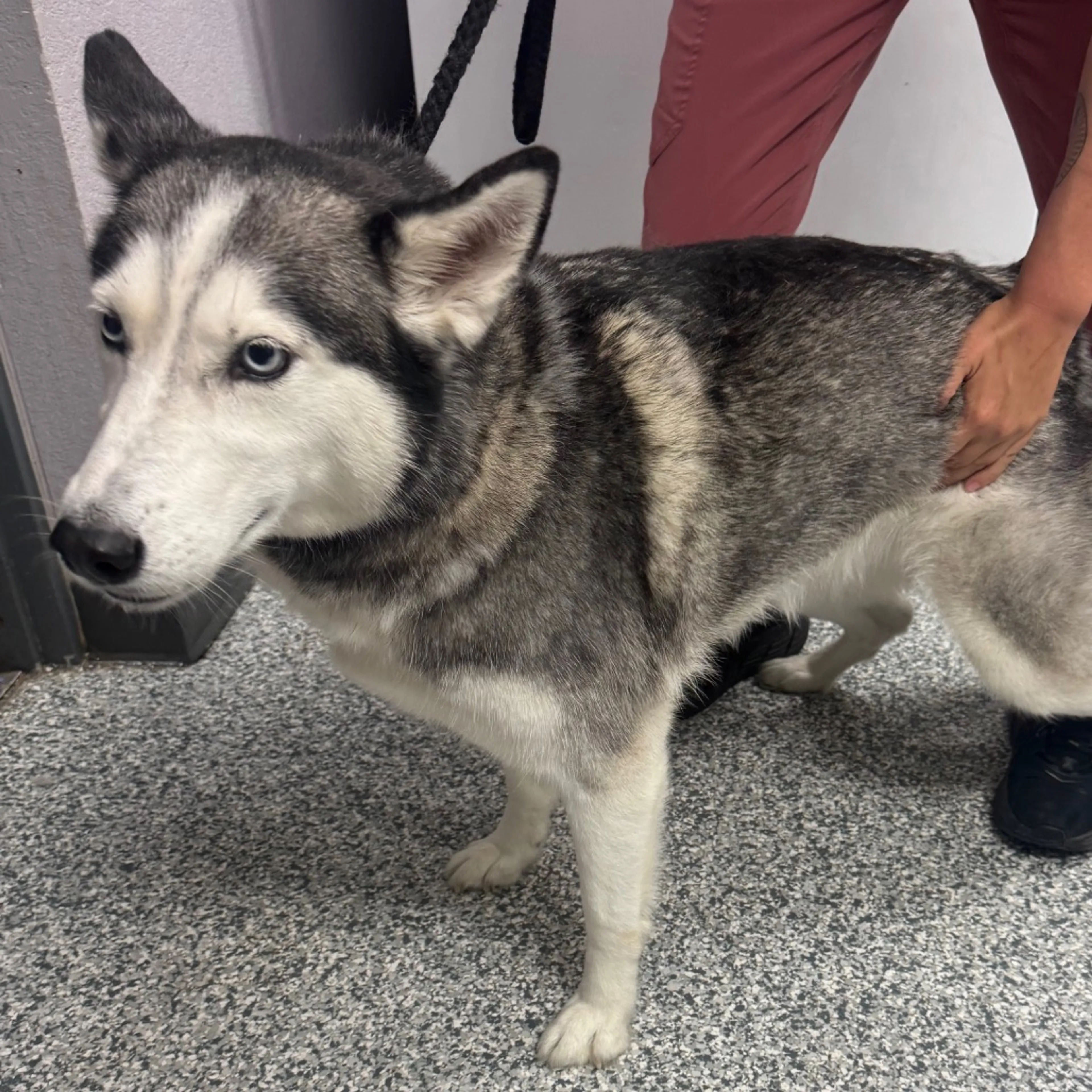 Found pet