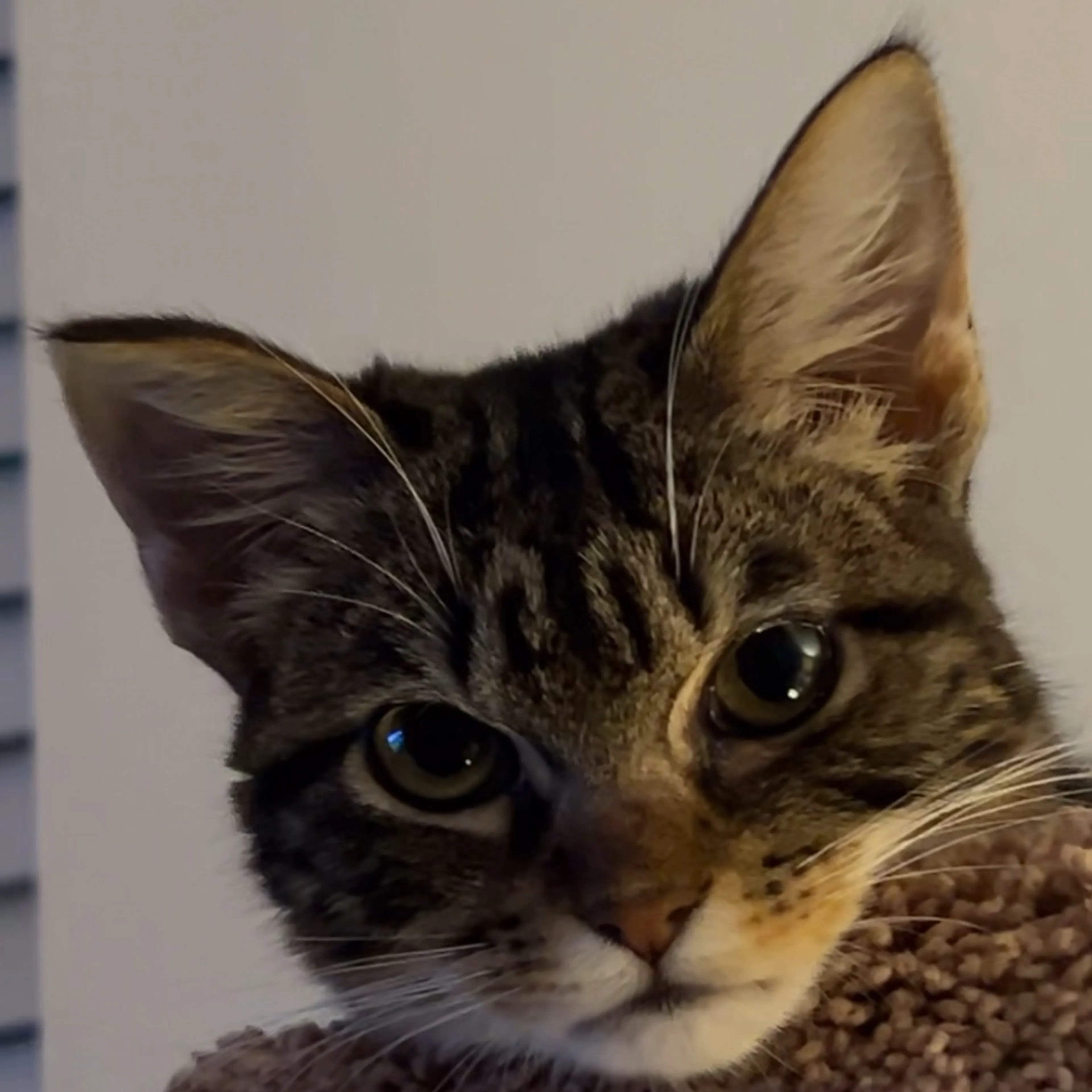 Lost pet-1
