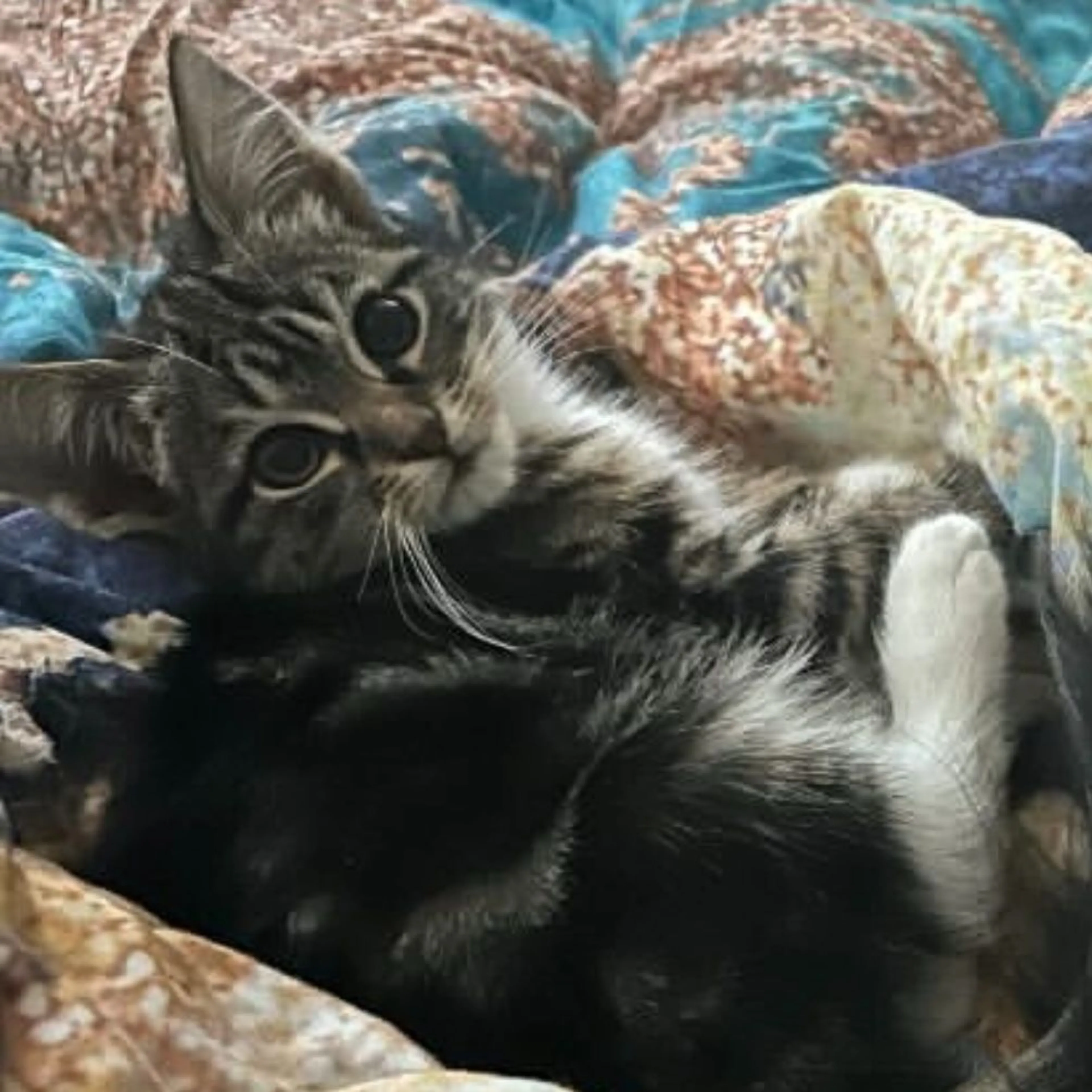 Lost pet-0