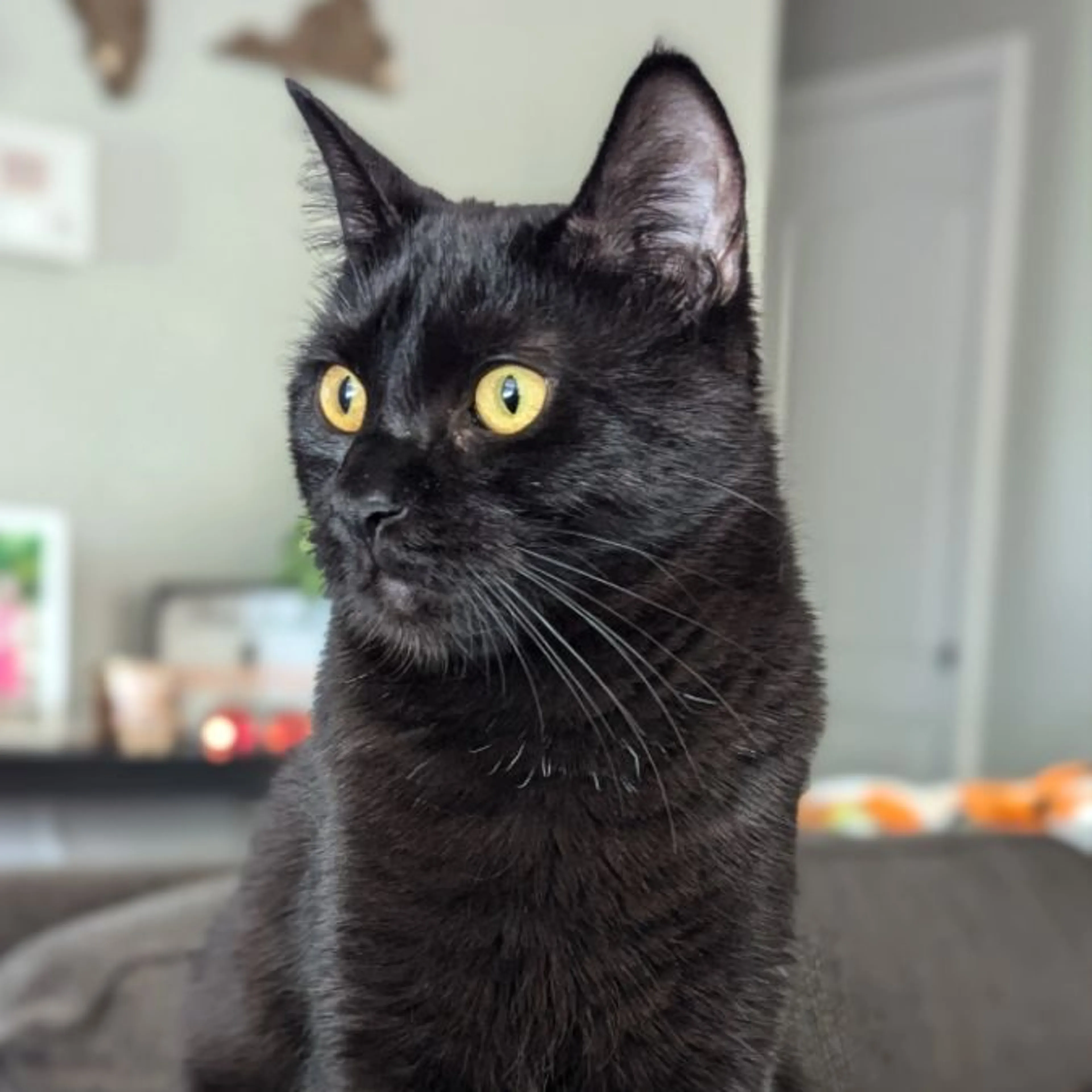 Lost pet-0