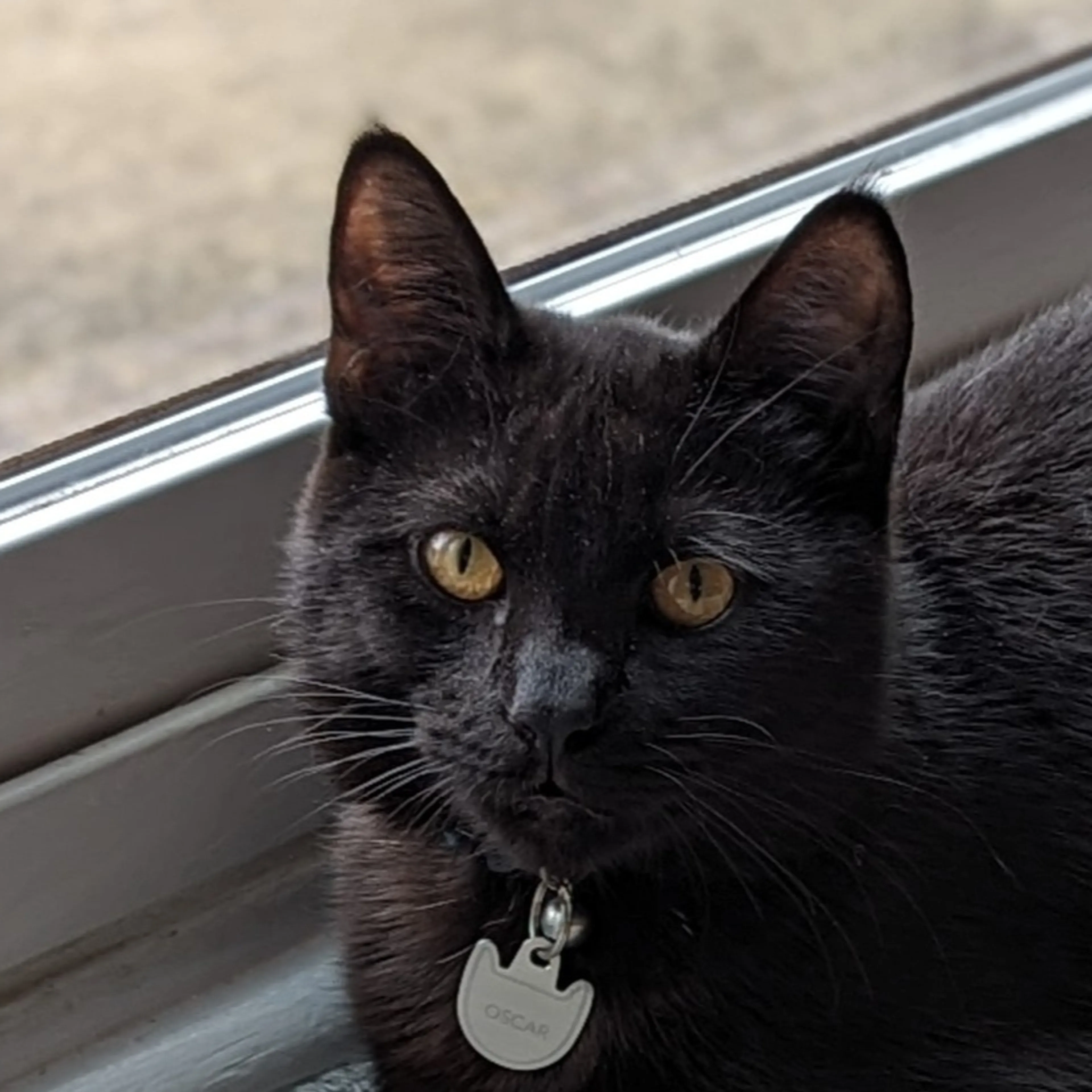 Lost pet-2