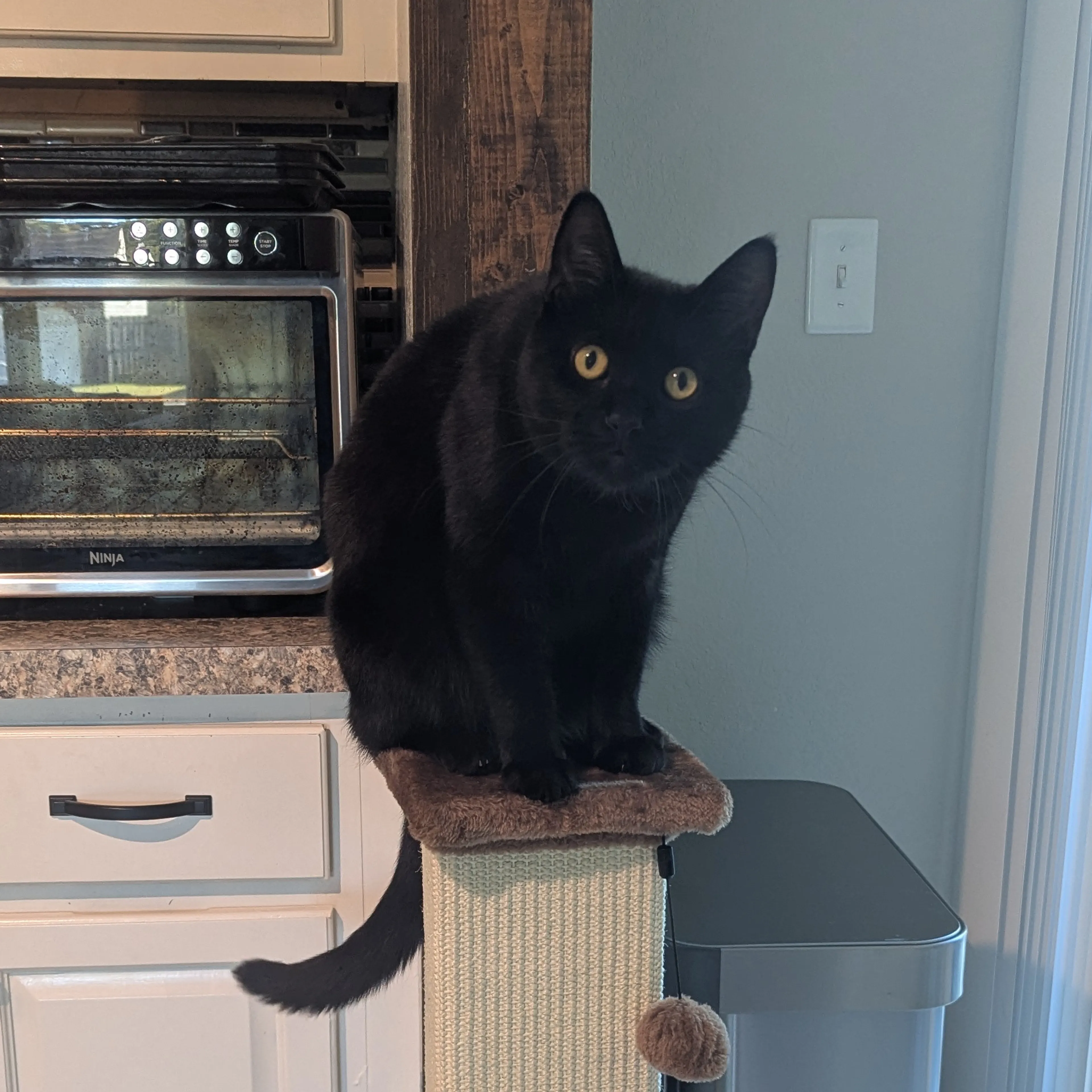 Lost pet-1