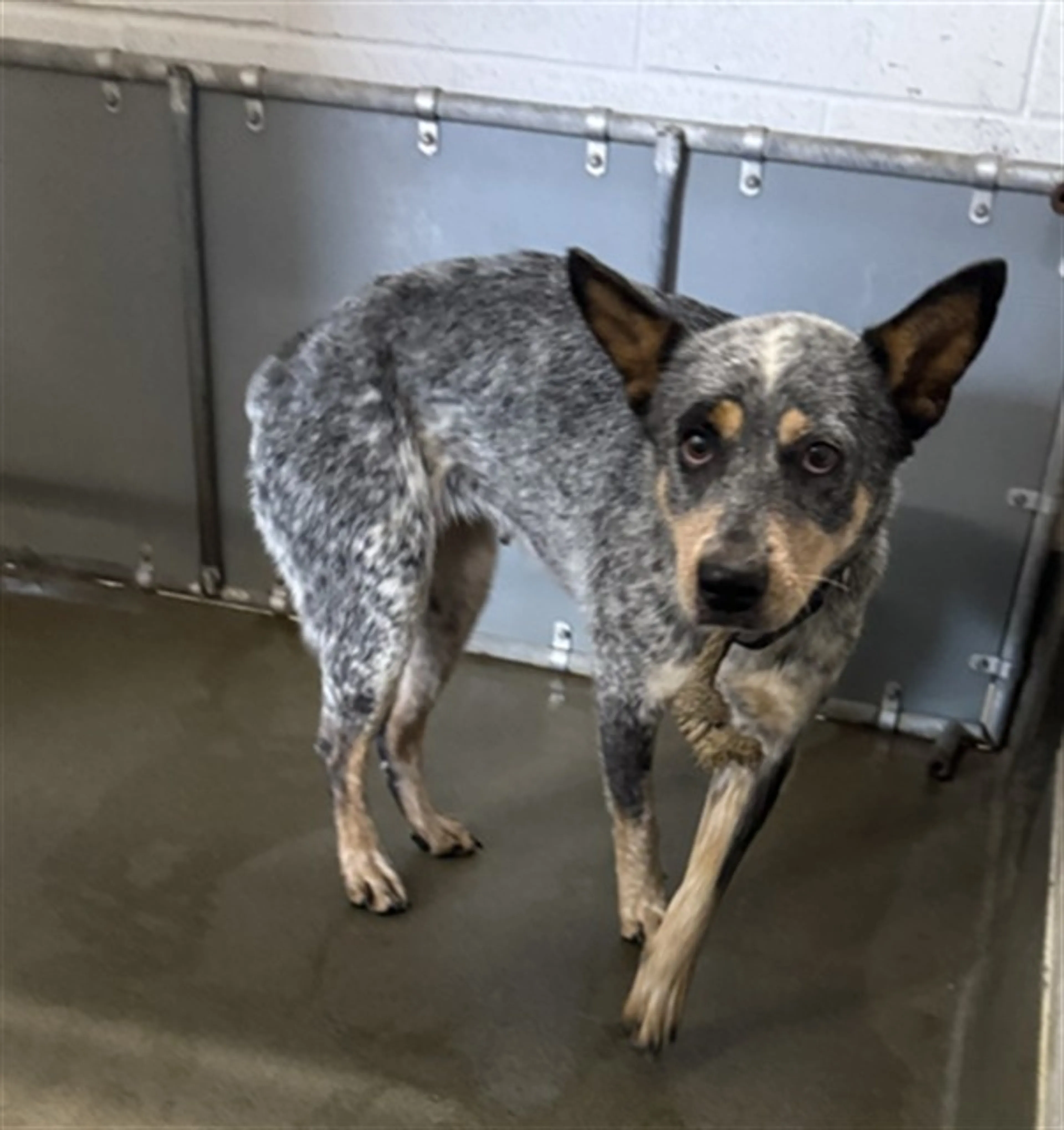 Found pet