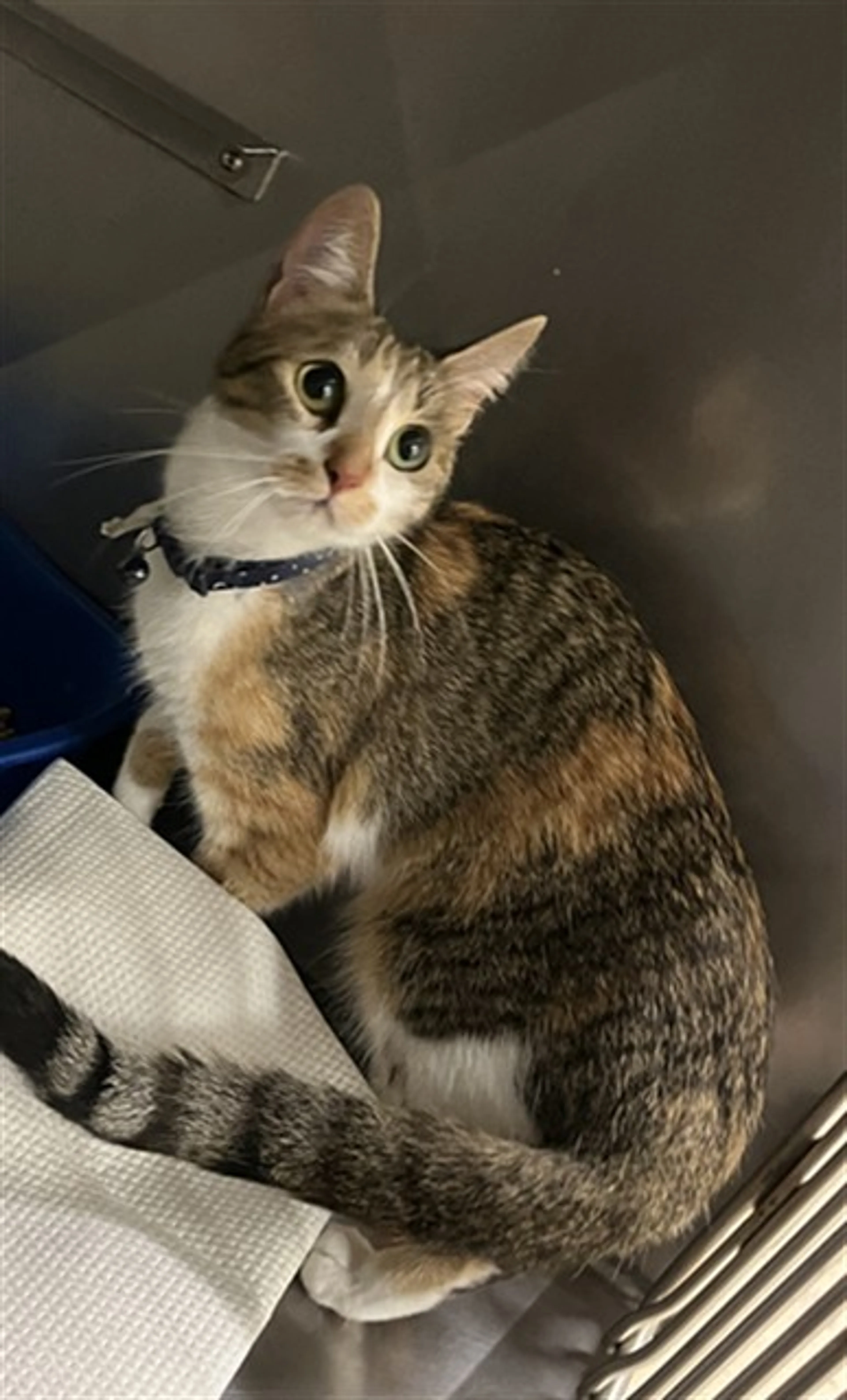 Found pet