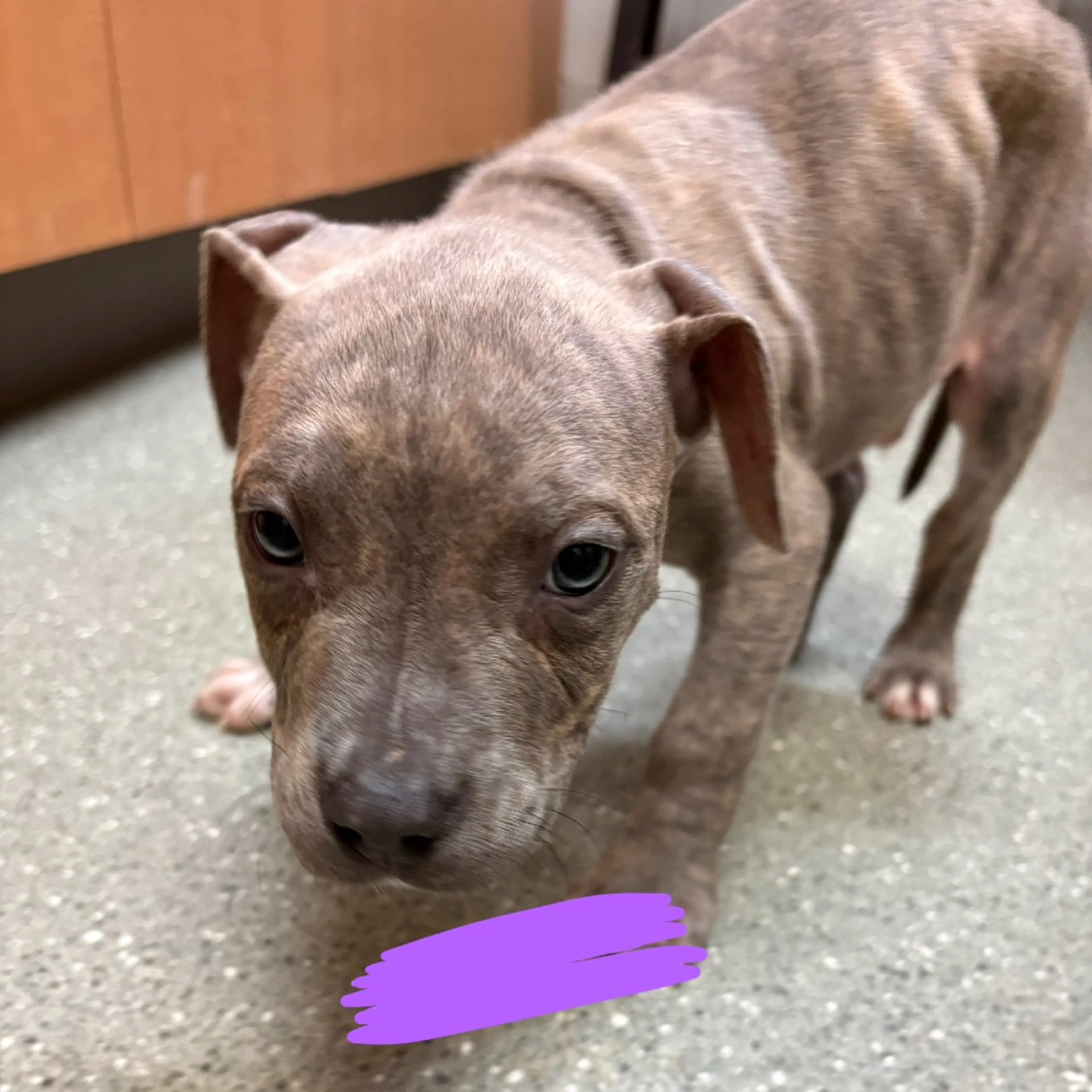 Found pet-1