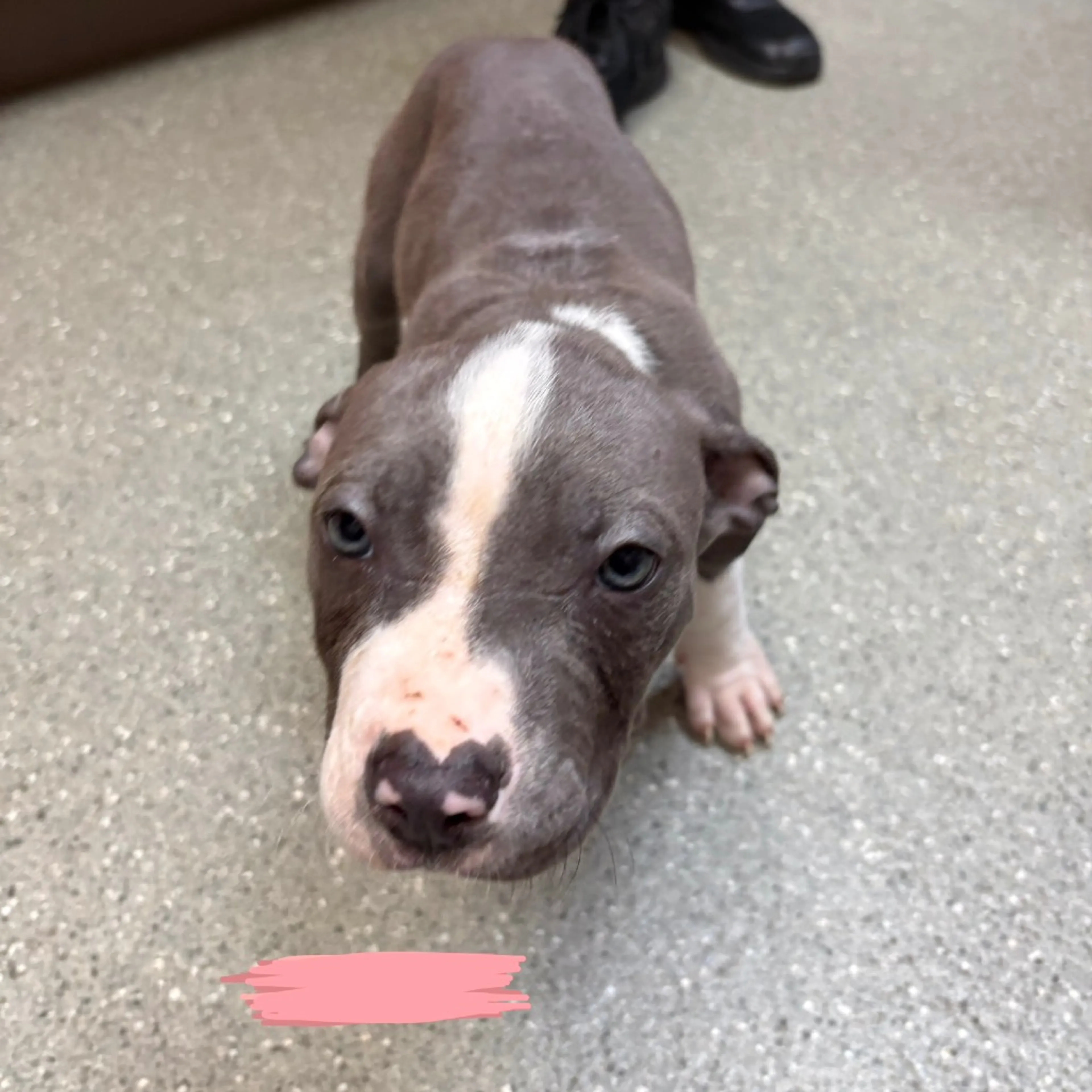 Found pet-1