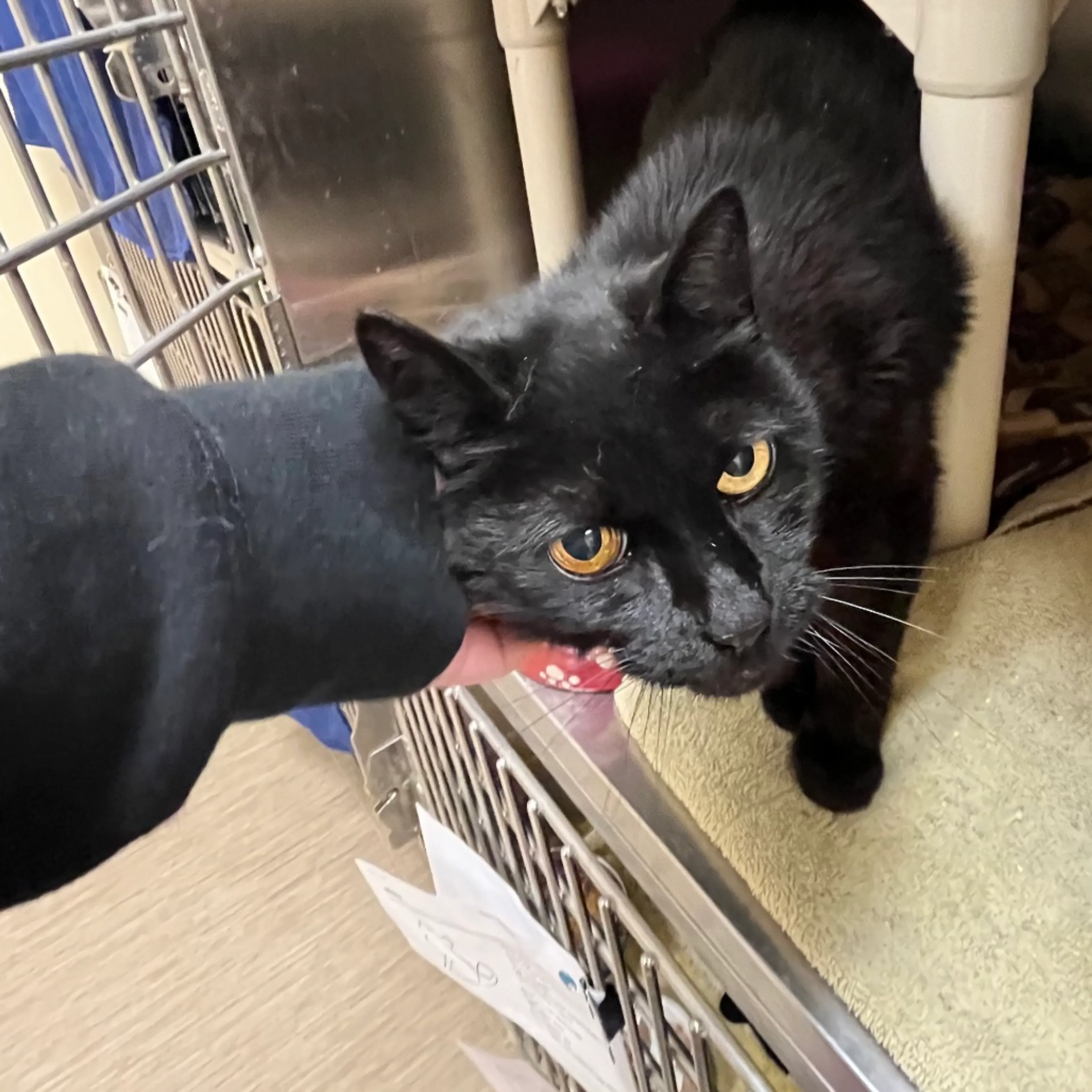 Found pet-1