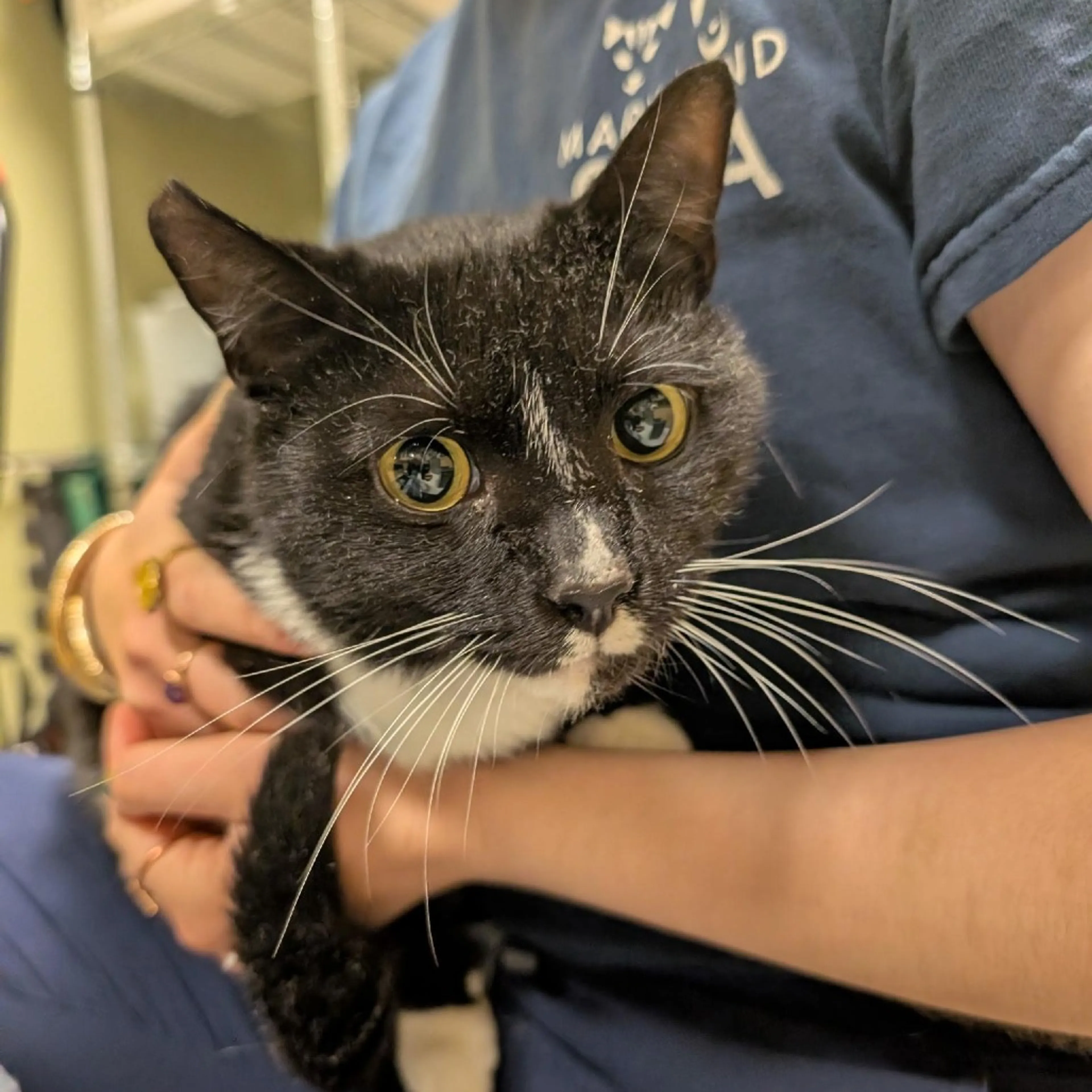 Found pet