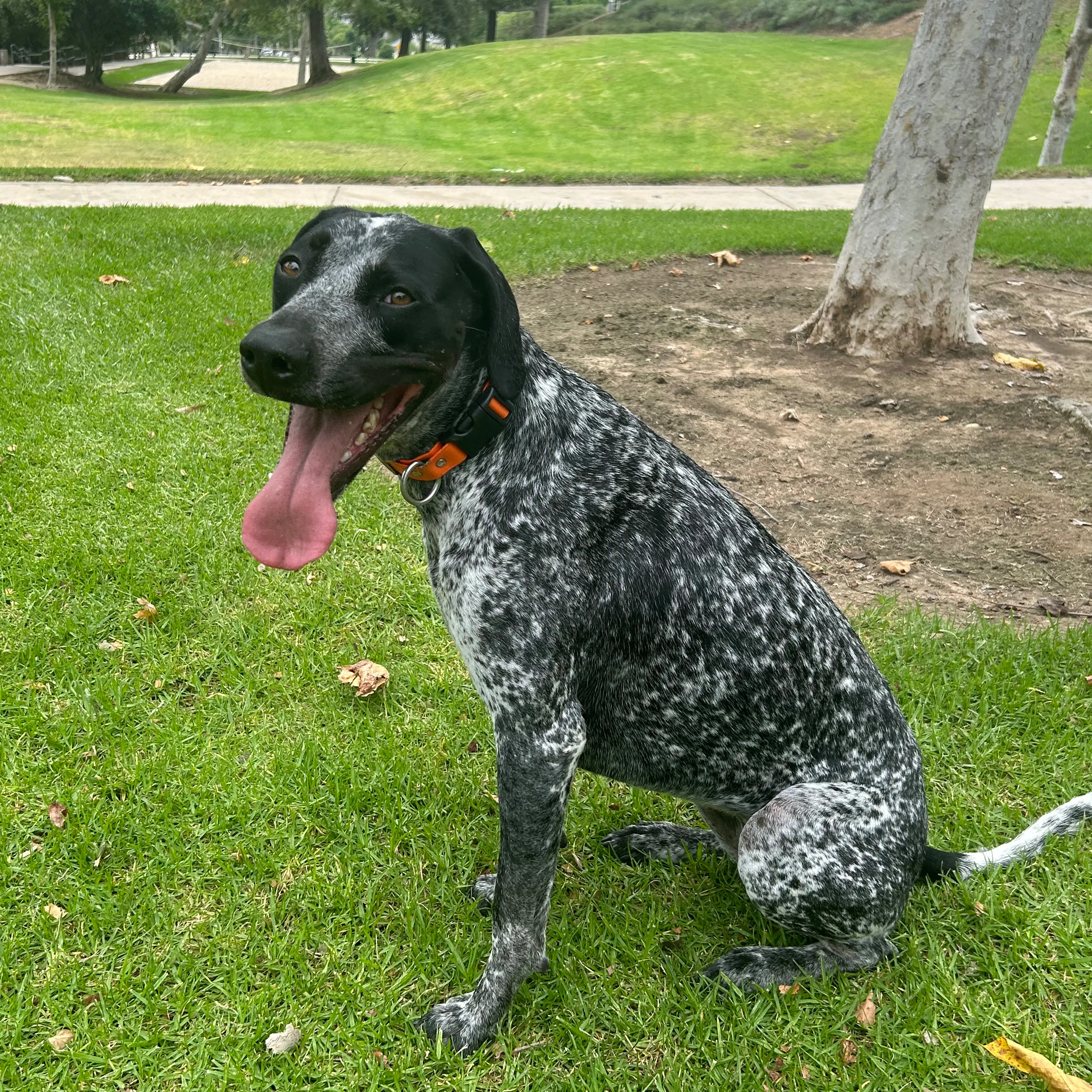 Lost pet-2