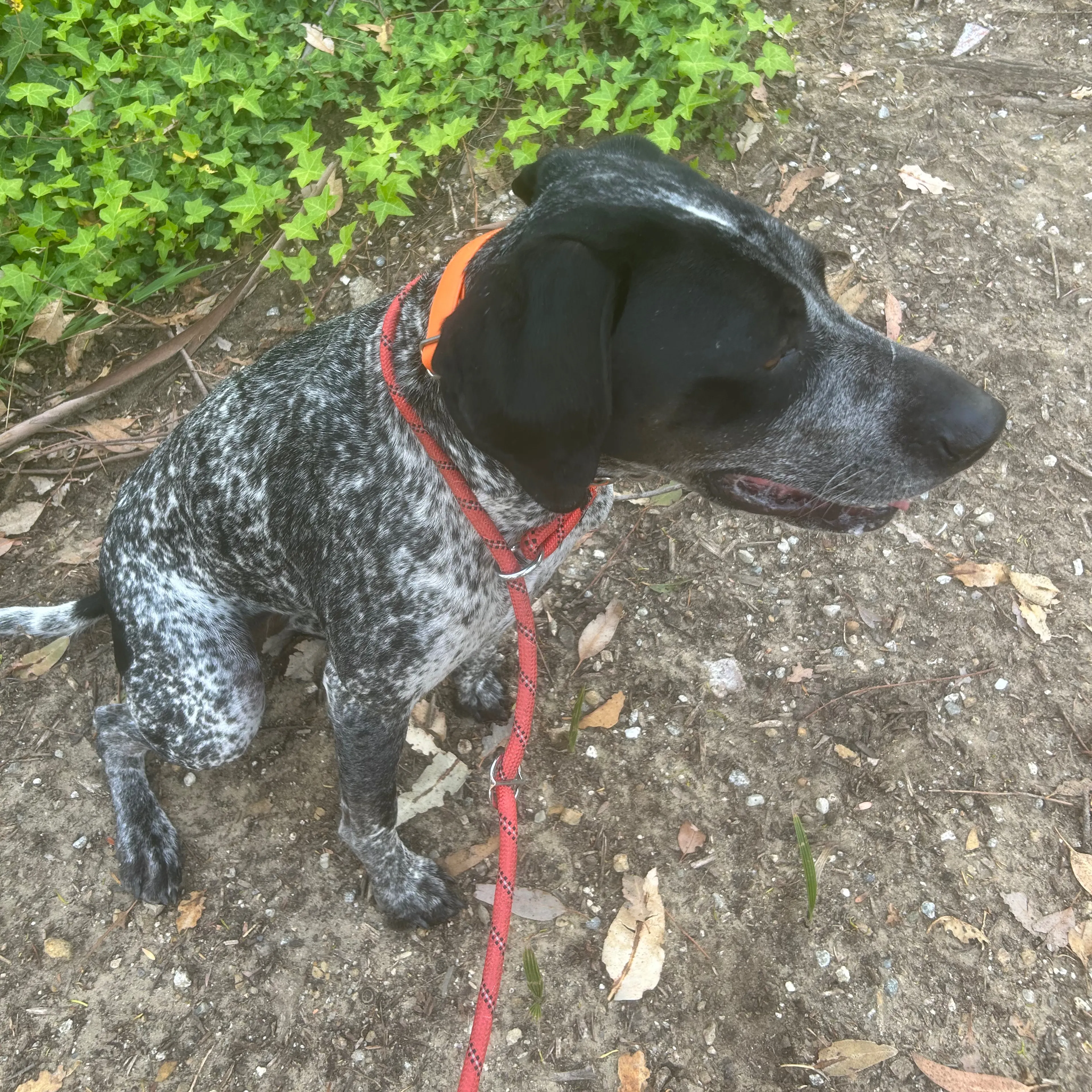 Lost pet-1