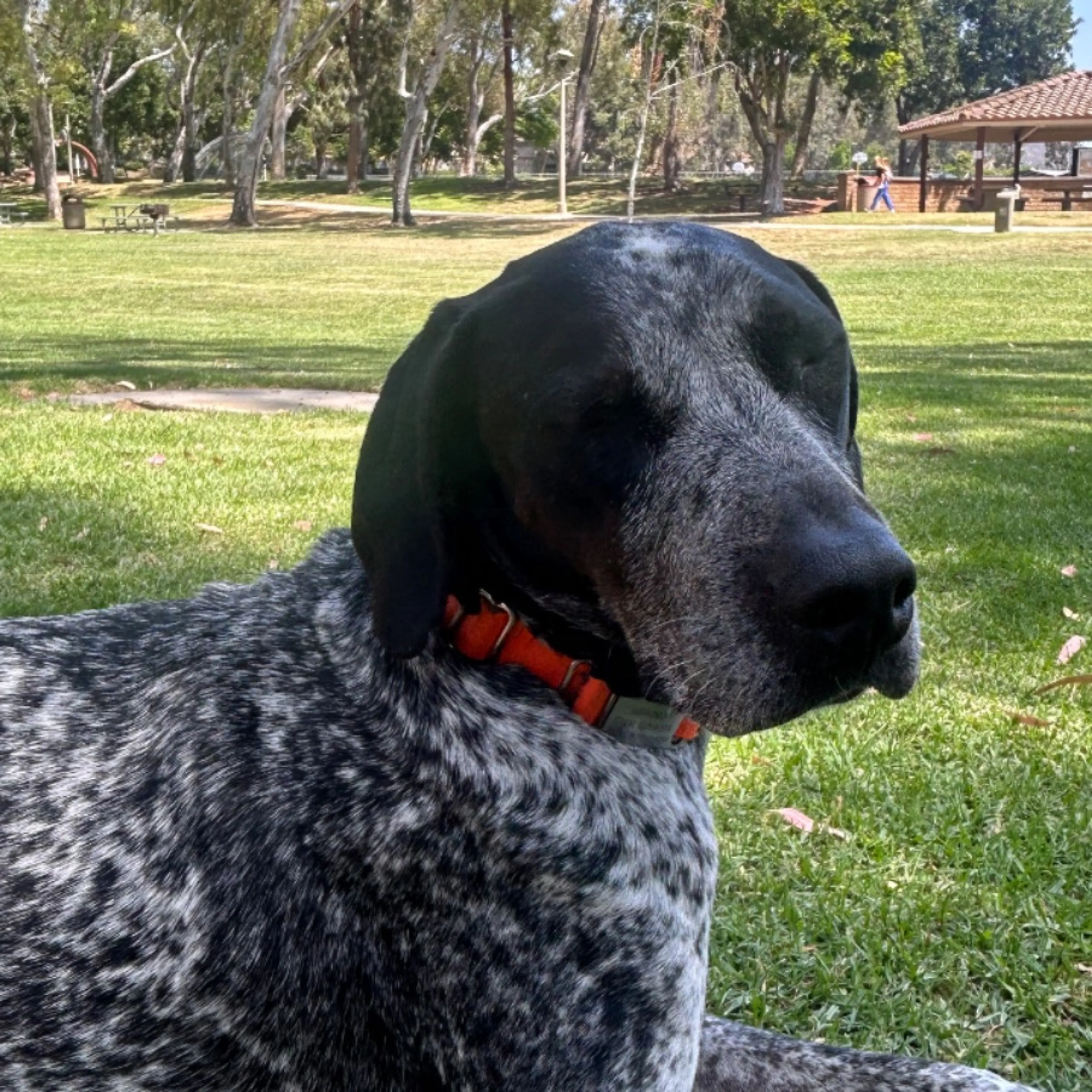 Lost pet-0