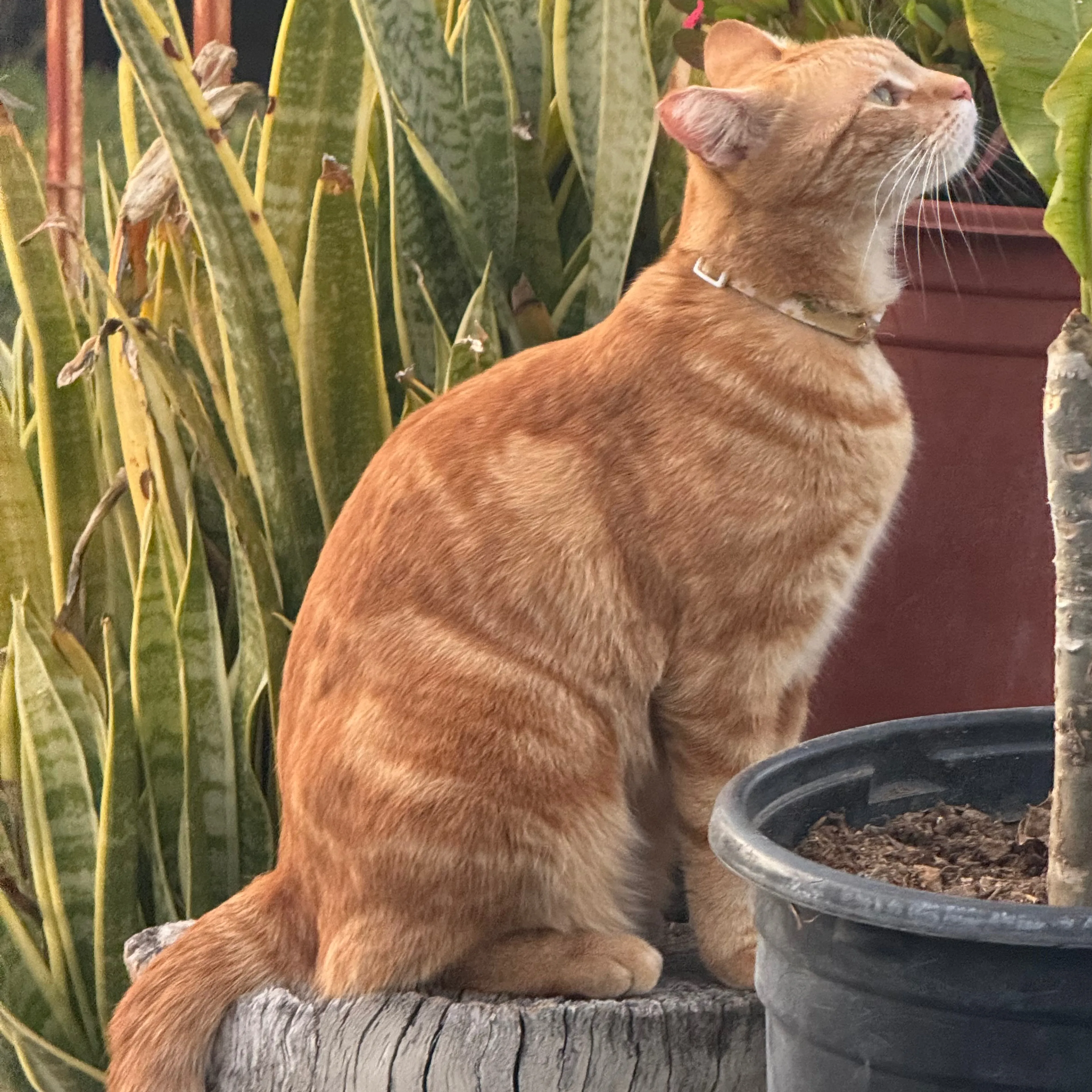 Lost pet-1