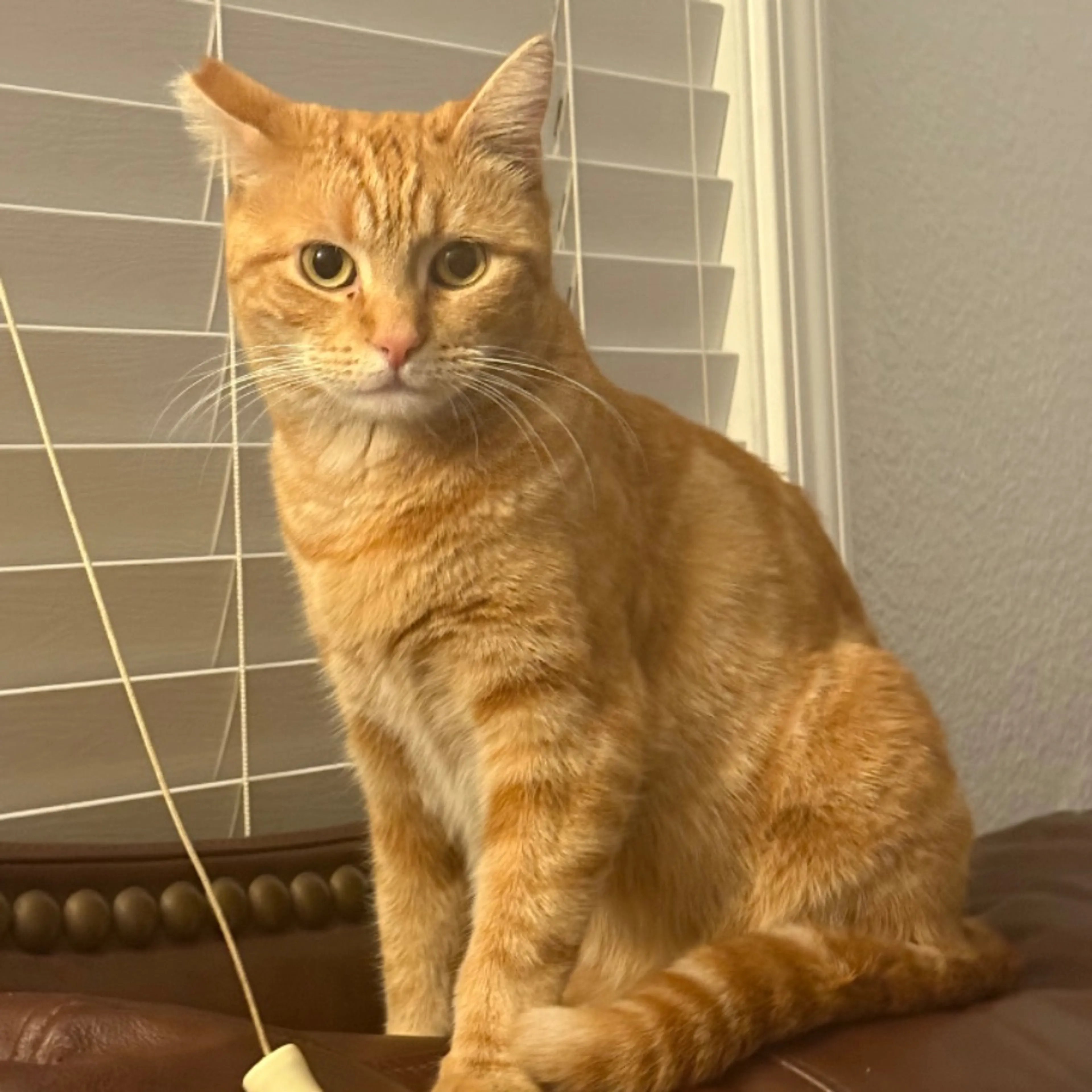 Lost pet-0