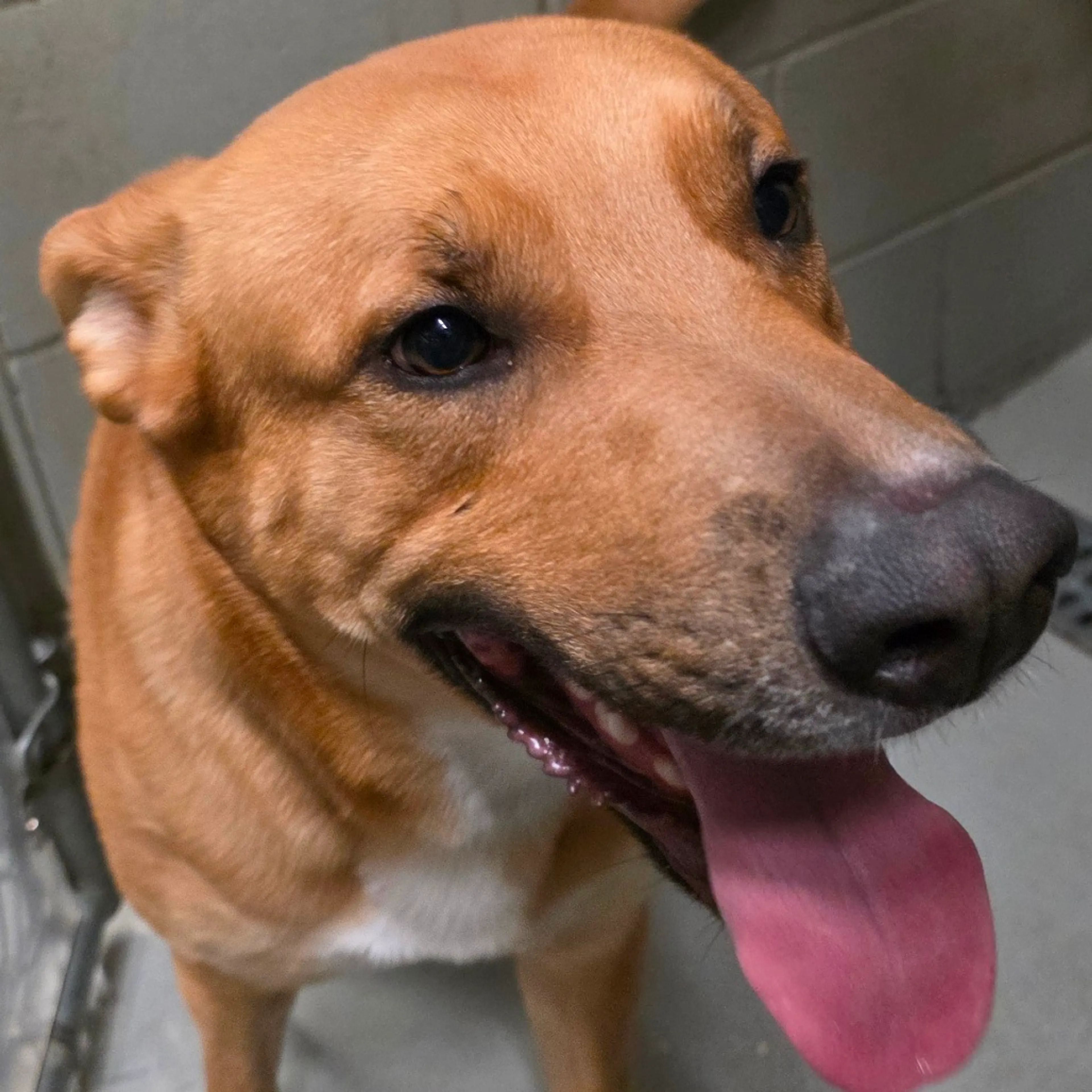 Found pet