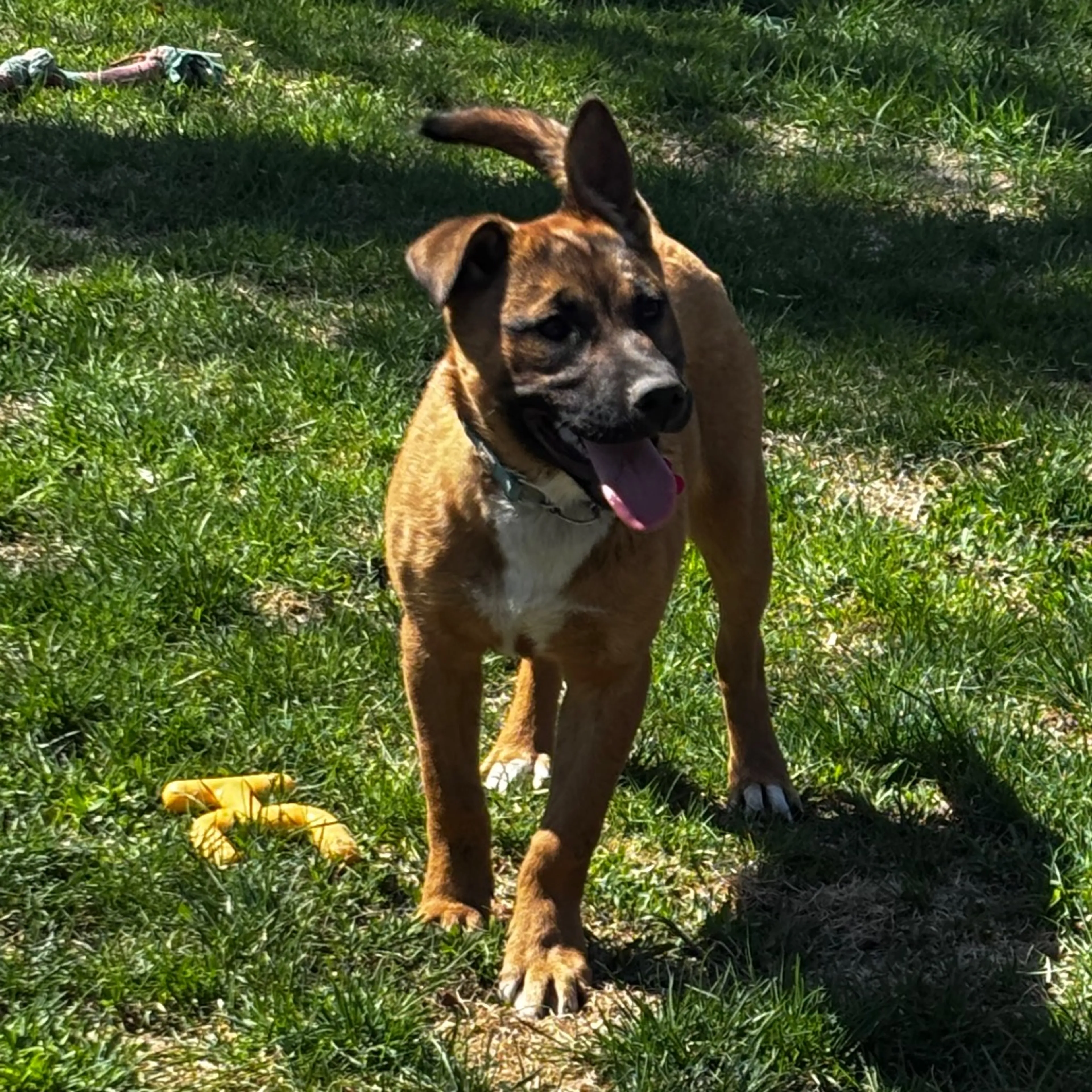 Found pet-3