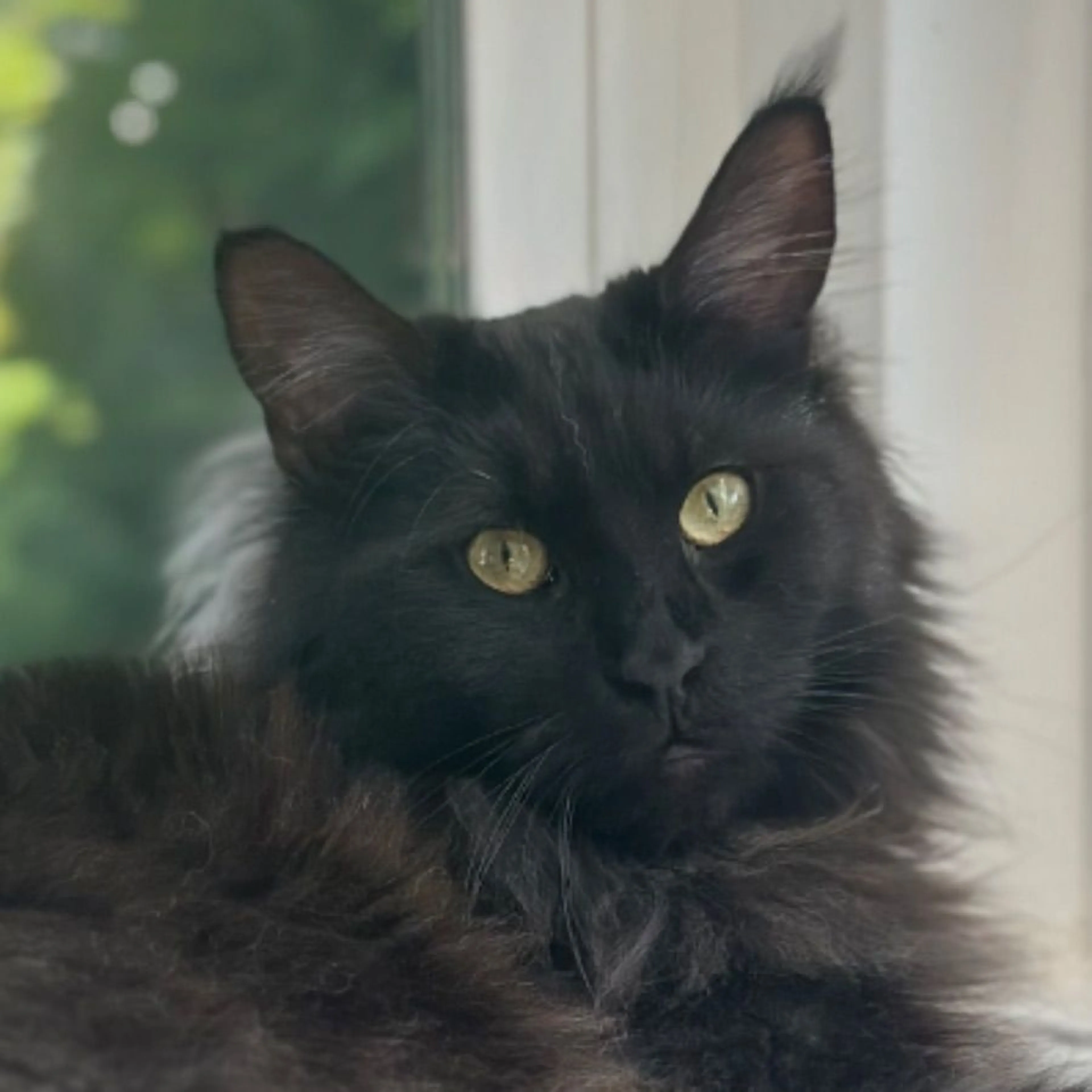 Lost pet